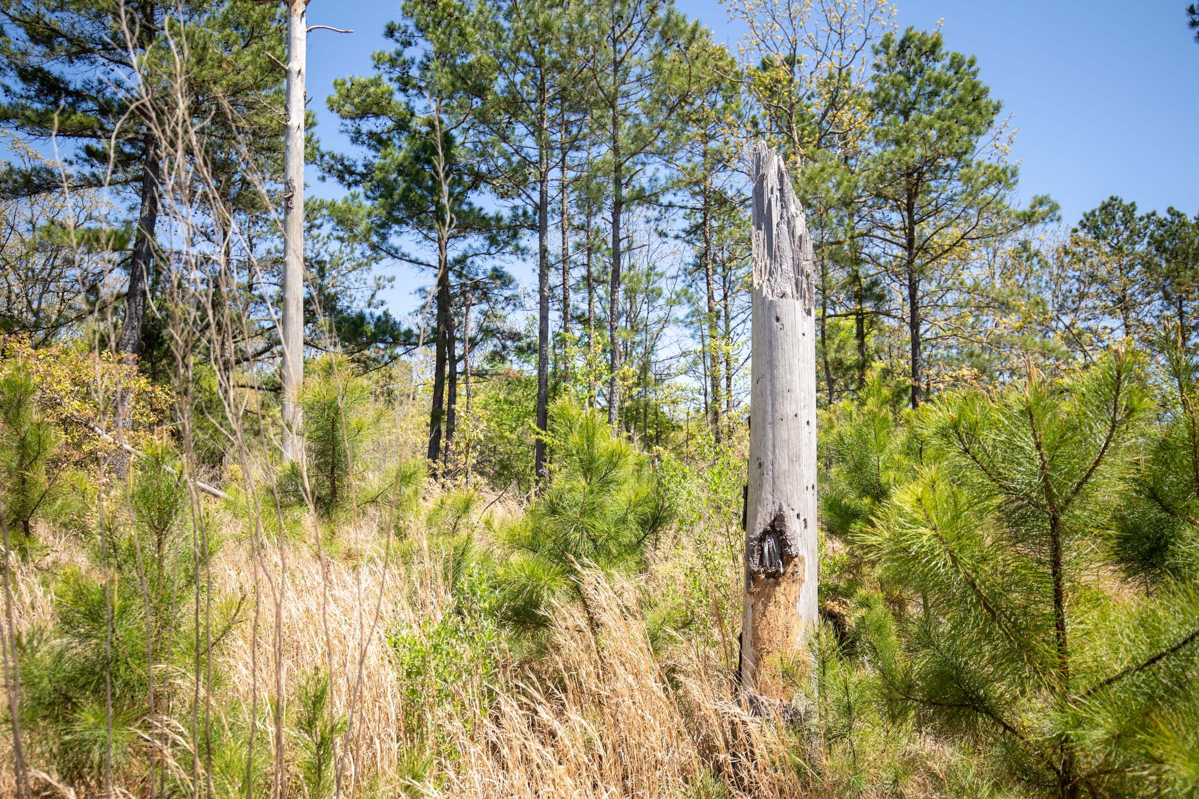 Eagle’s Nest Tract 15 photo 9