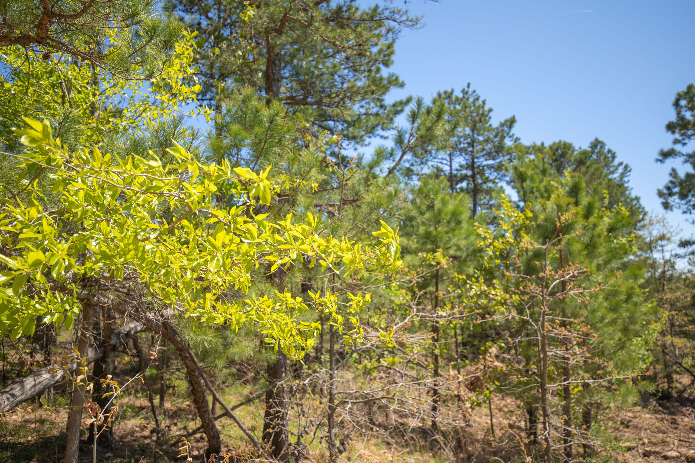 Eagle’s Nest Tract 15 photo 5