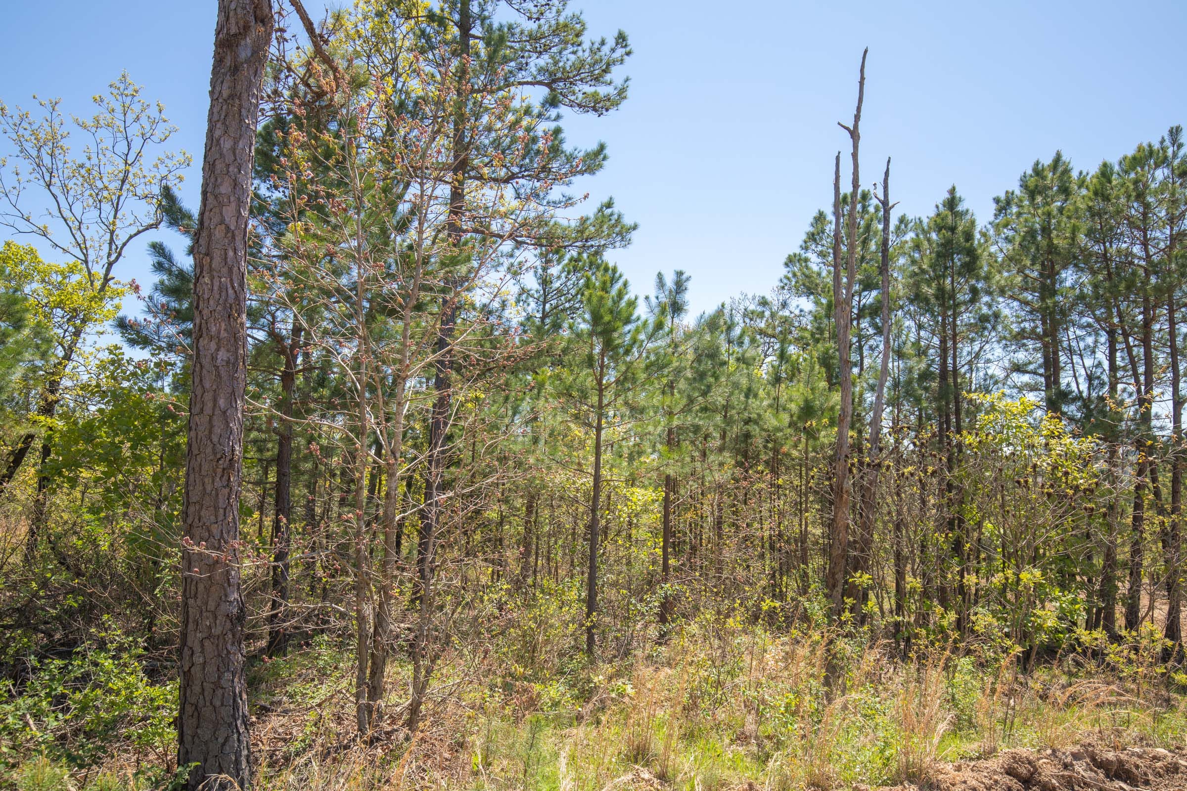 Eagle’s Nest Tract 15 photo 11