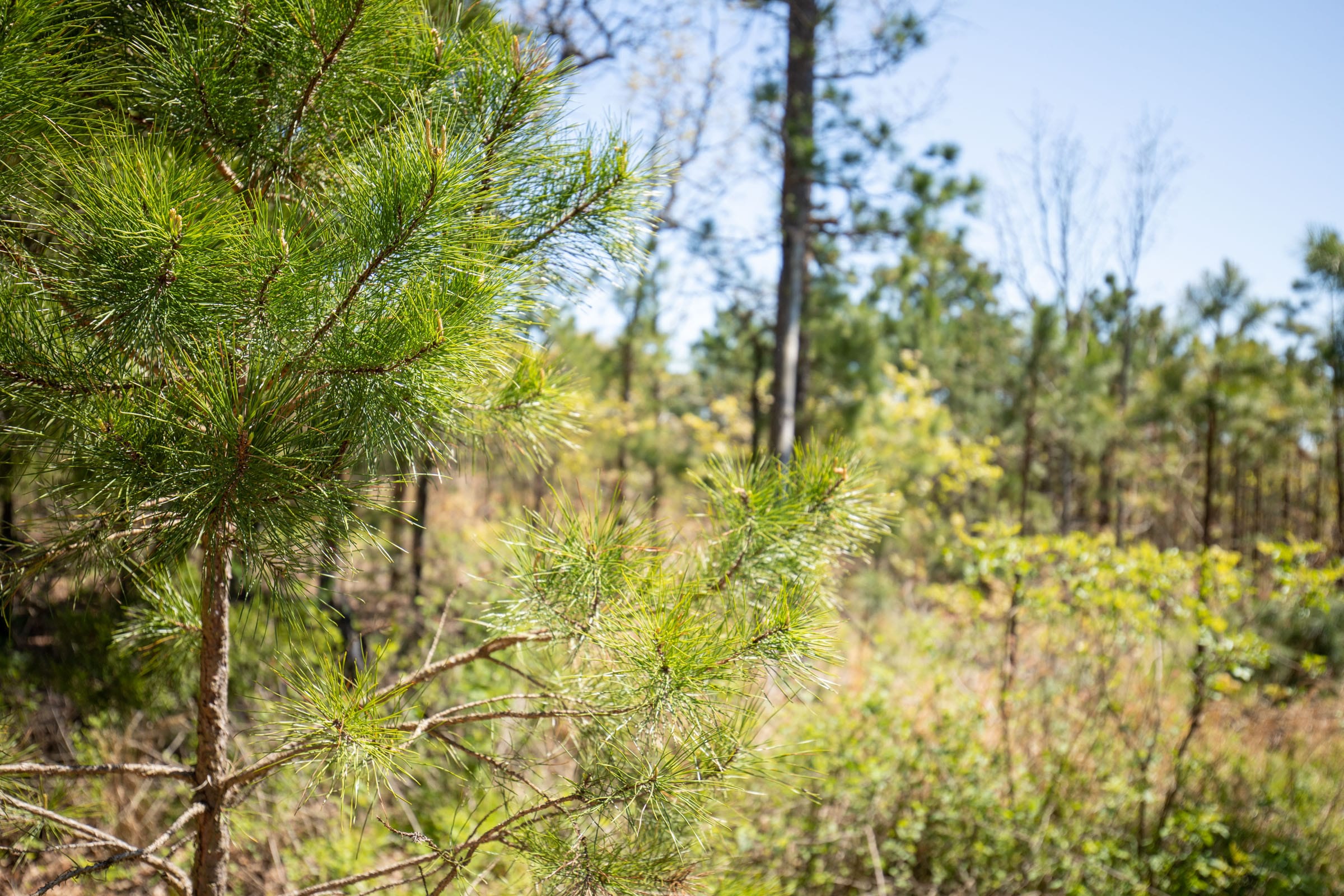 Eagle’s Nest Tract 15 photo 13