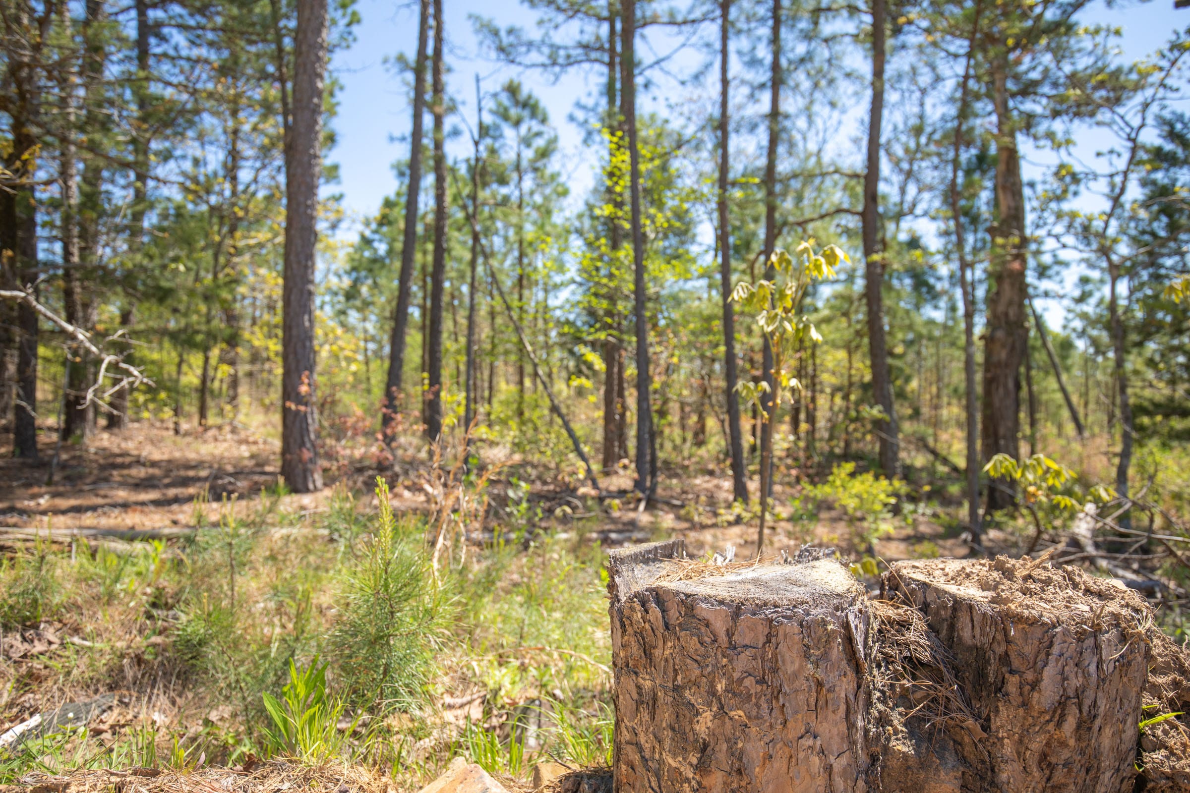 Eagle’s Nest Tract 15 photo 14