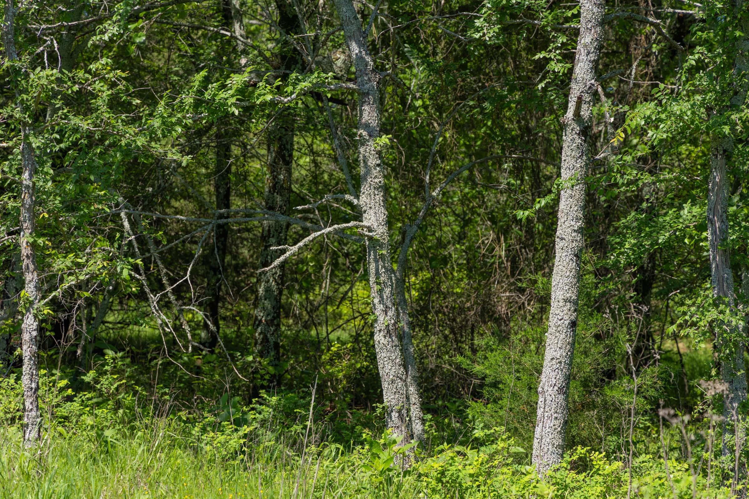 Harmony Hills Tract 34 photo 9