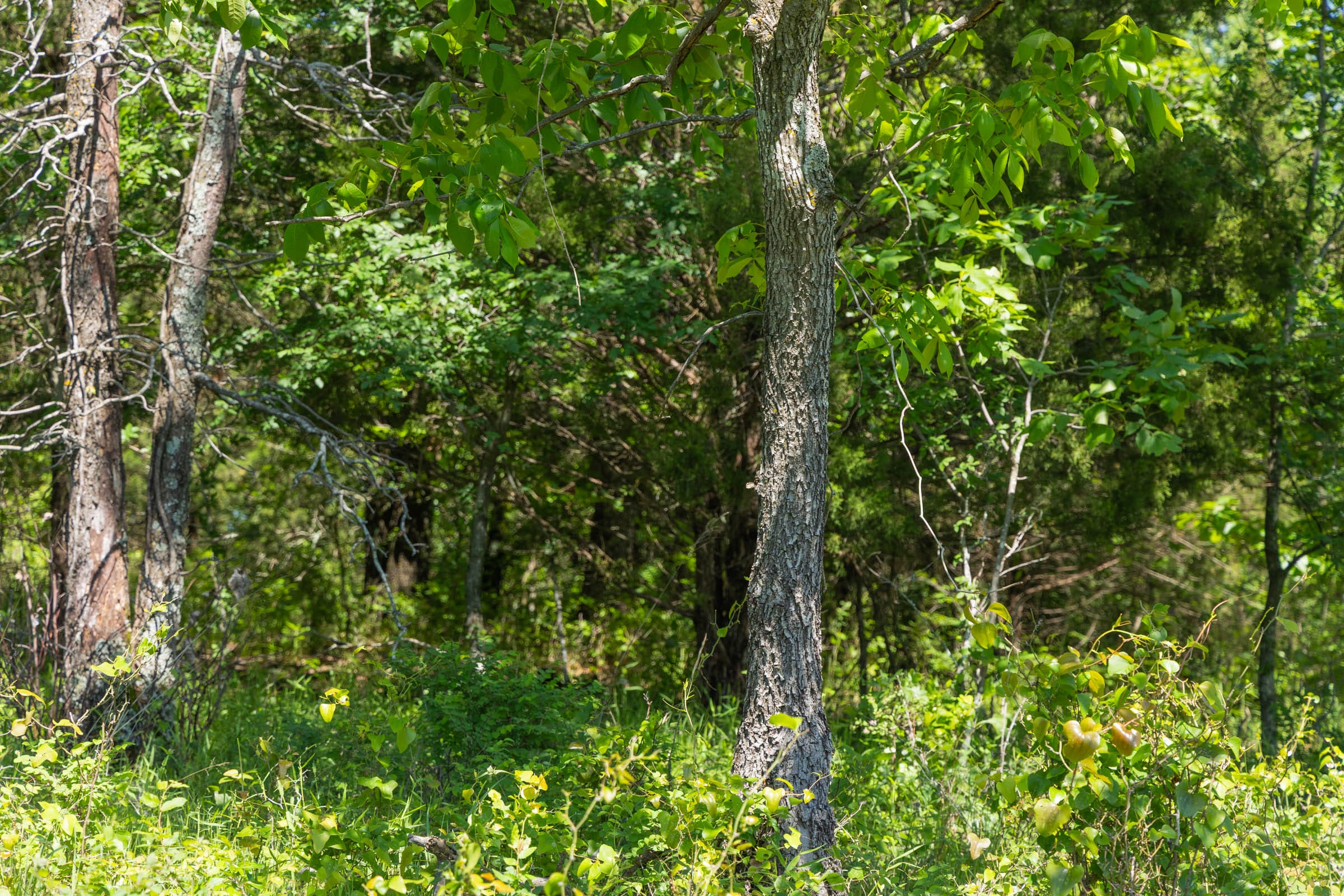 Harmony Hills Tract 34 photo 6
