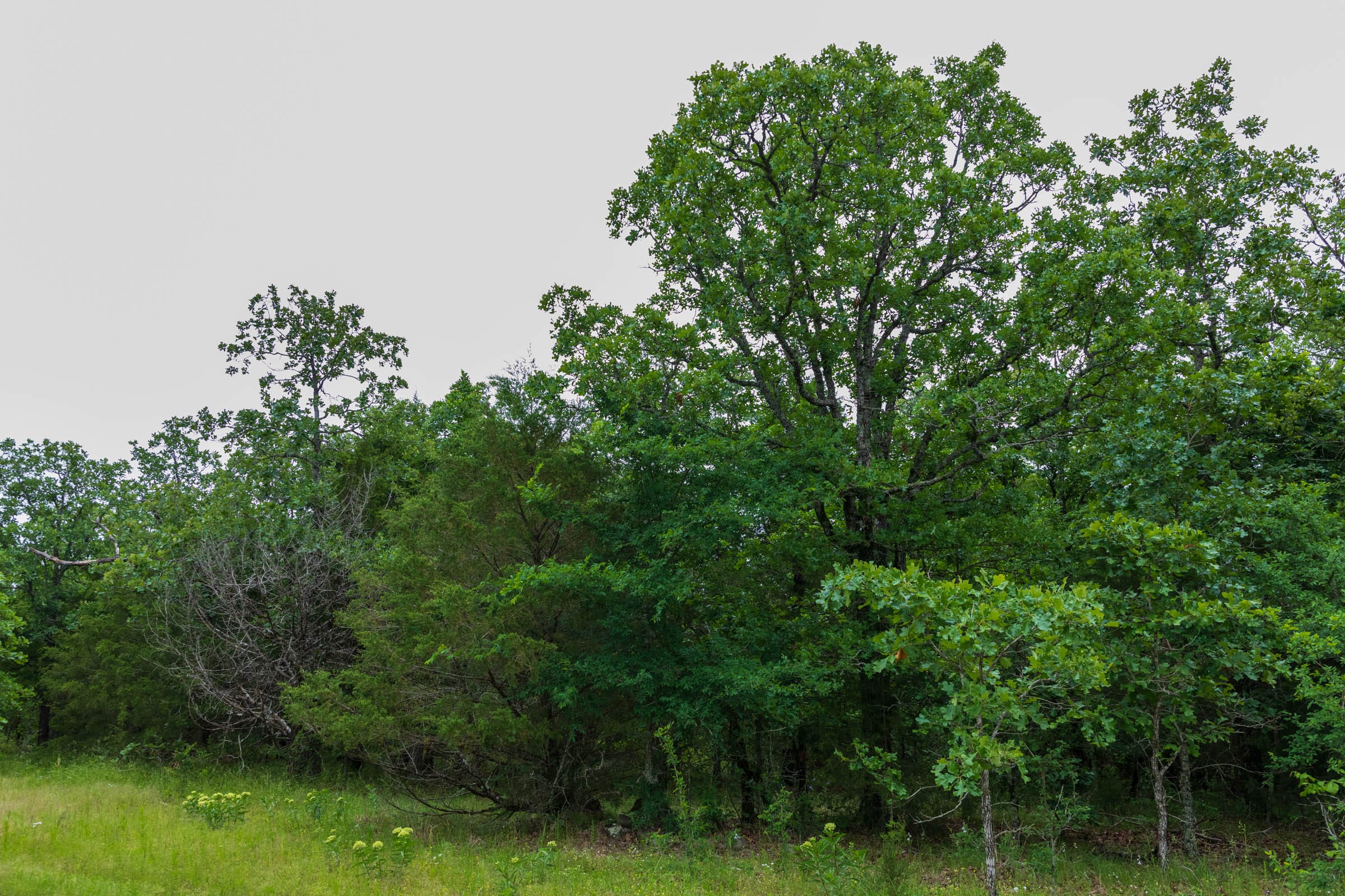 Falcon Crest Tract 5 photo 4