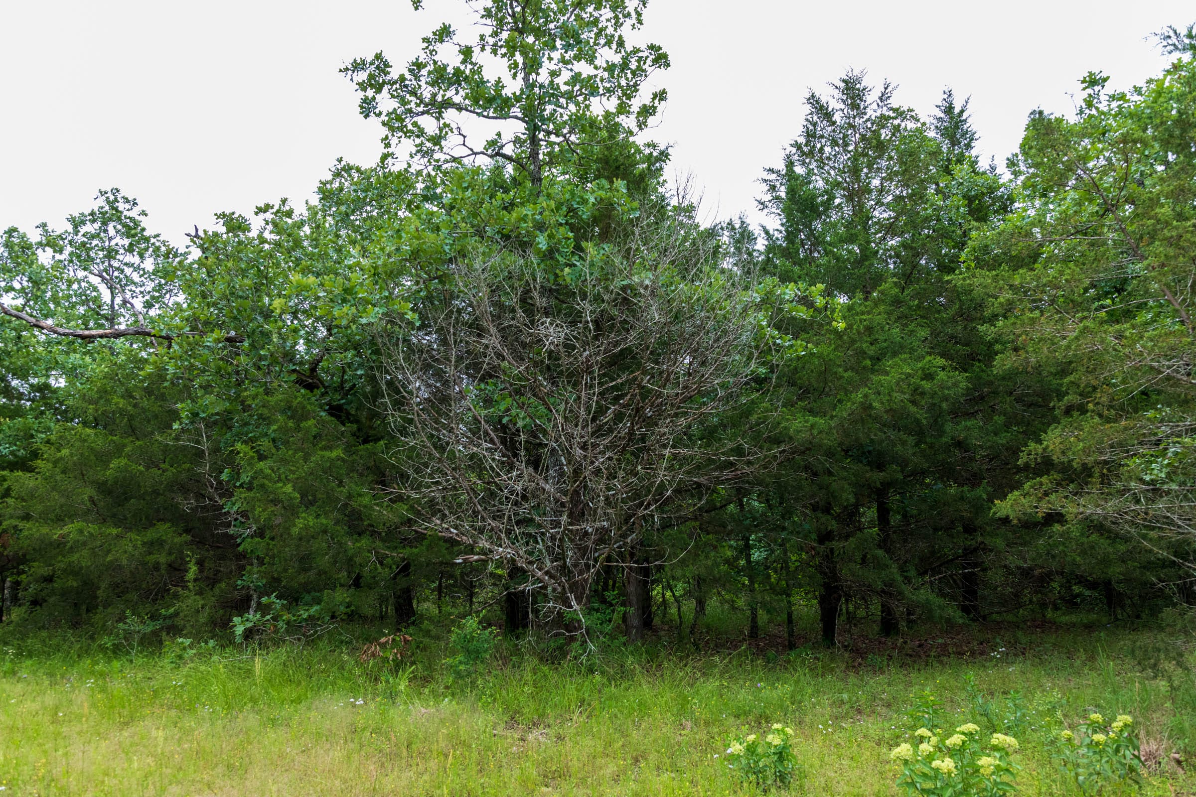 Falcon Crest Tract 5 photo 5
