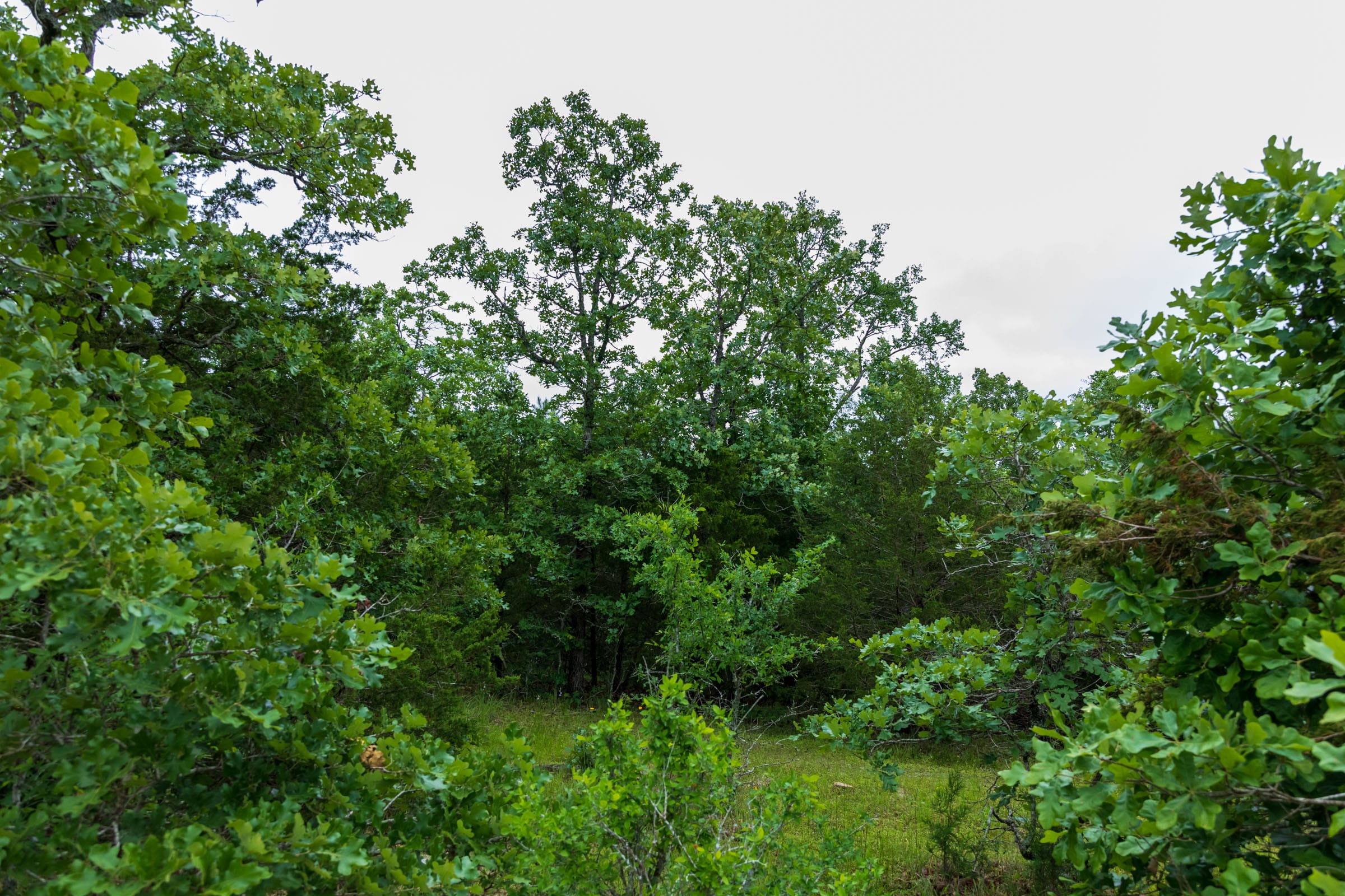Falcon Crest Tract 5 photo 7