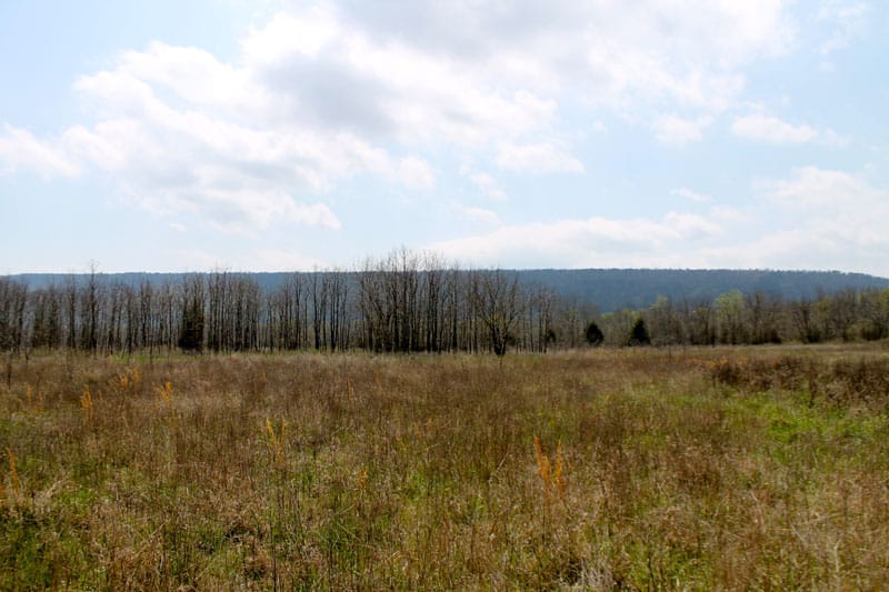 Daisy Meadows Tract 11 photo 4