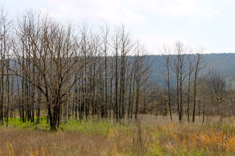 Daisy Meadows Tract 11 photo 7