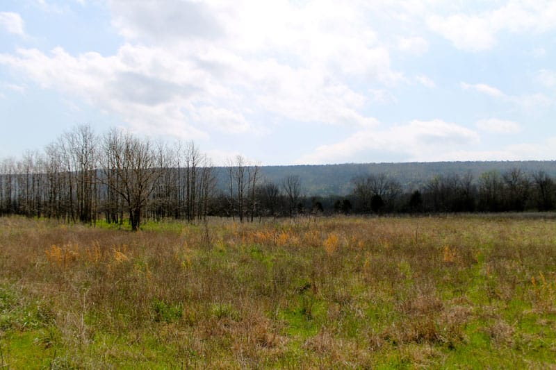 Daisy Meadows Tract 11 photo 8