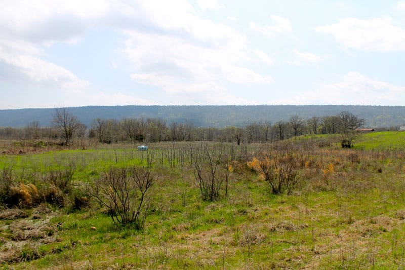 Daisy Meadows Tract 11 photo 11
