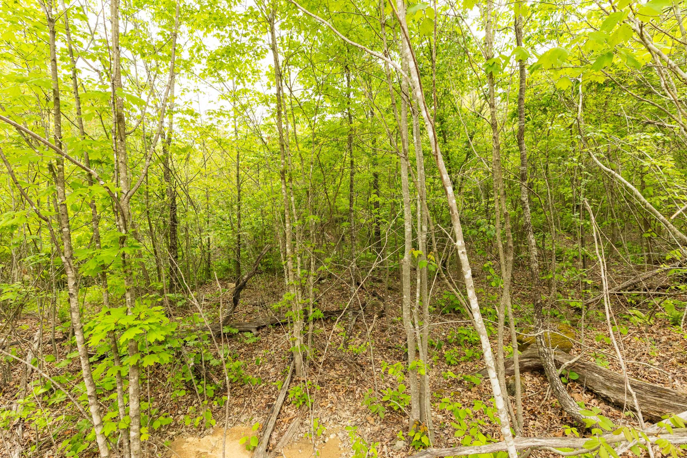 Double S Ranch Tract 9 photo 3