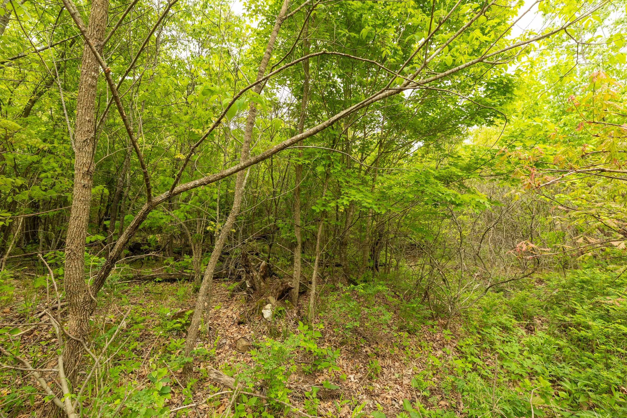 Double S Ranch Tract 9 photo 4