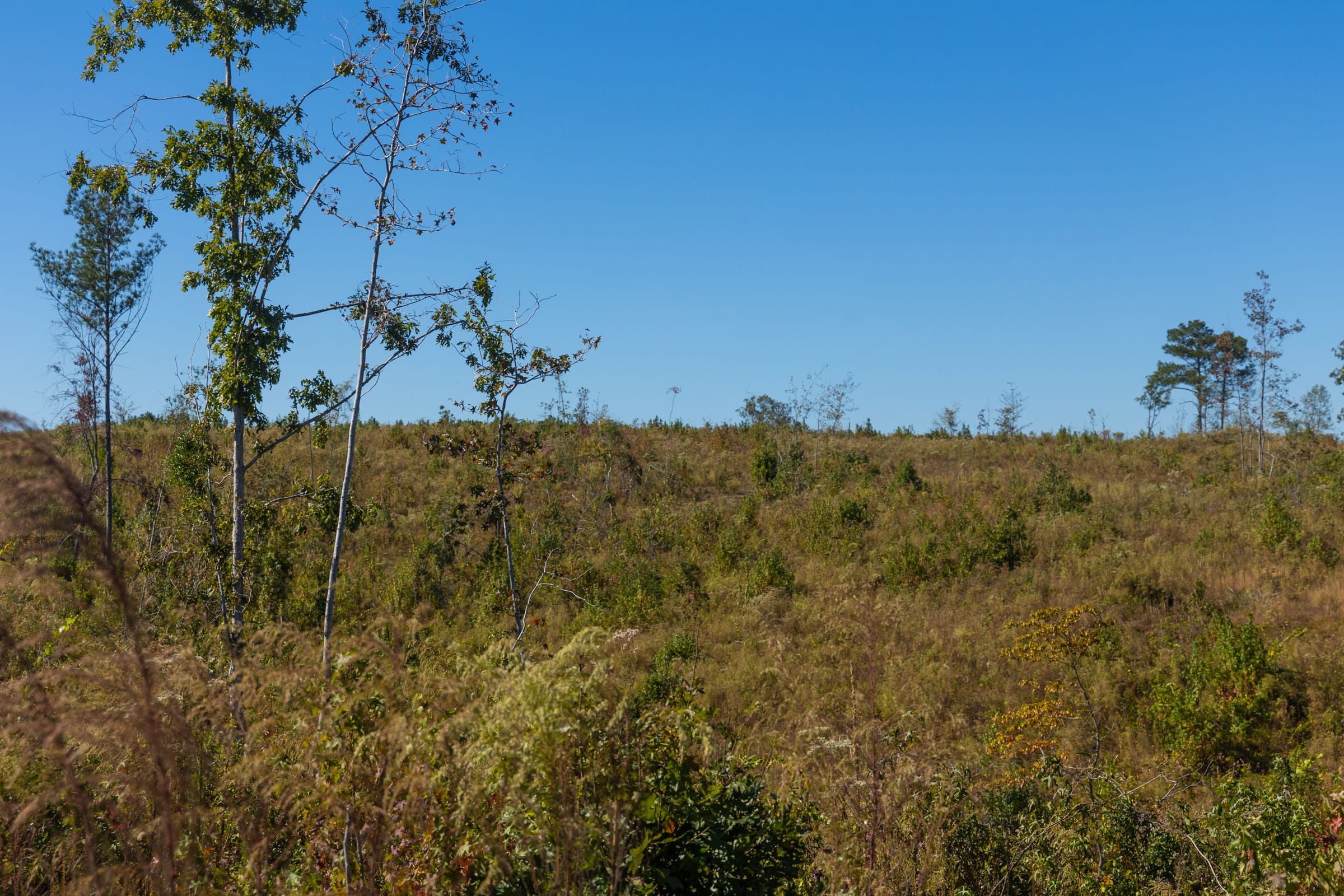 Meyer’s Ridge Tract 34 photo 5