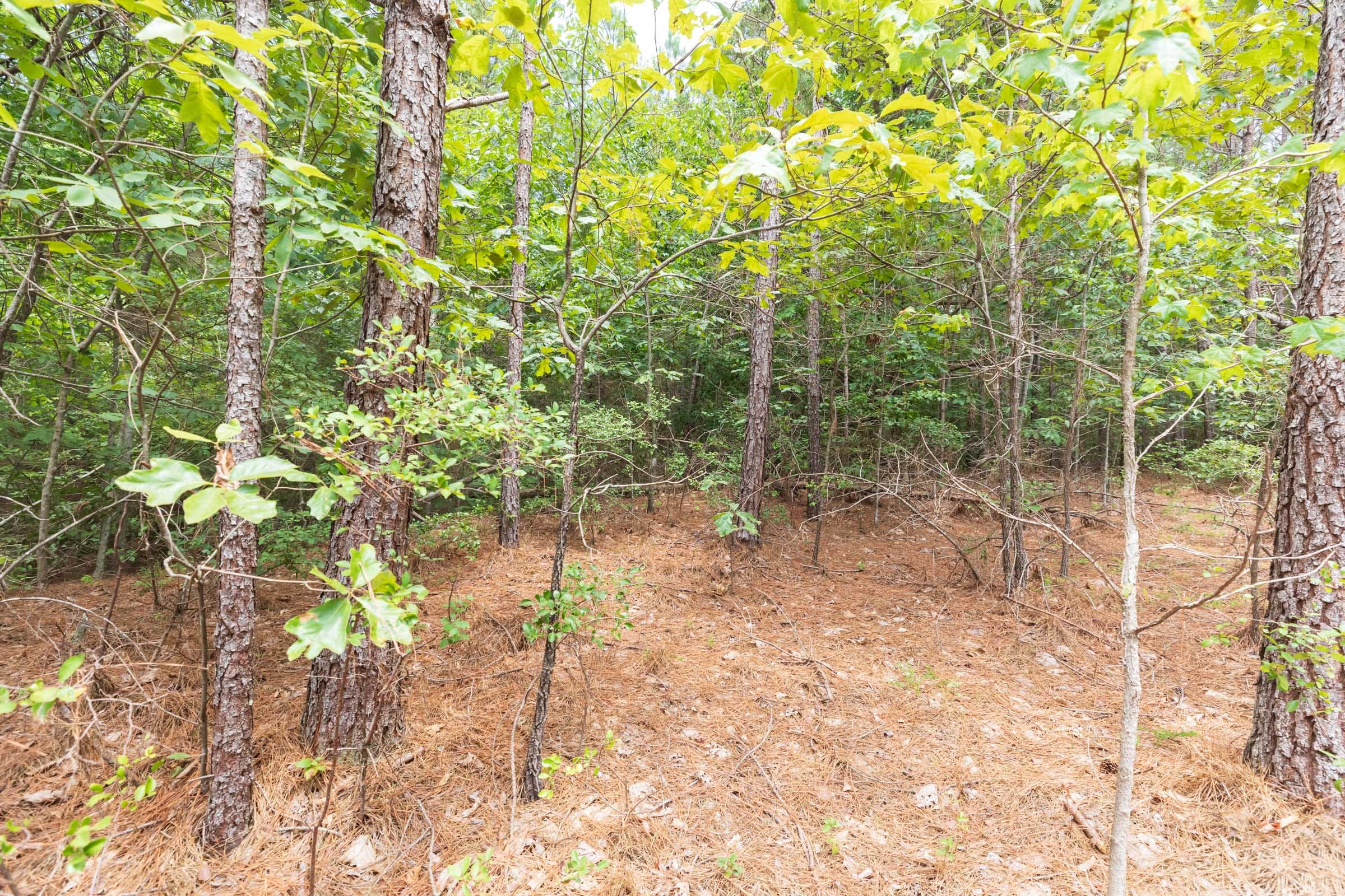 Whiskey Ridge Tract 3 photo 10