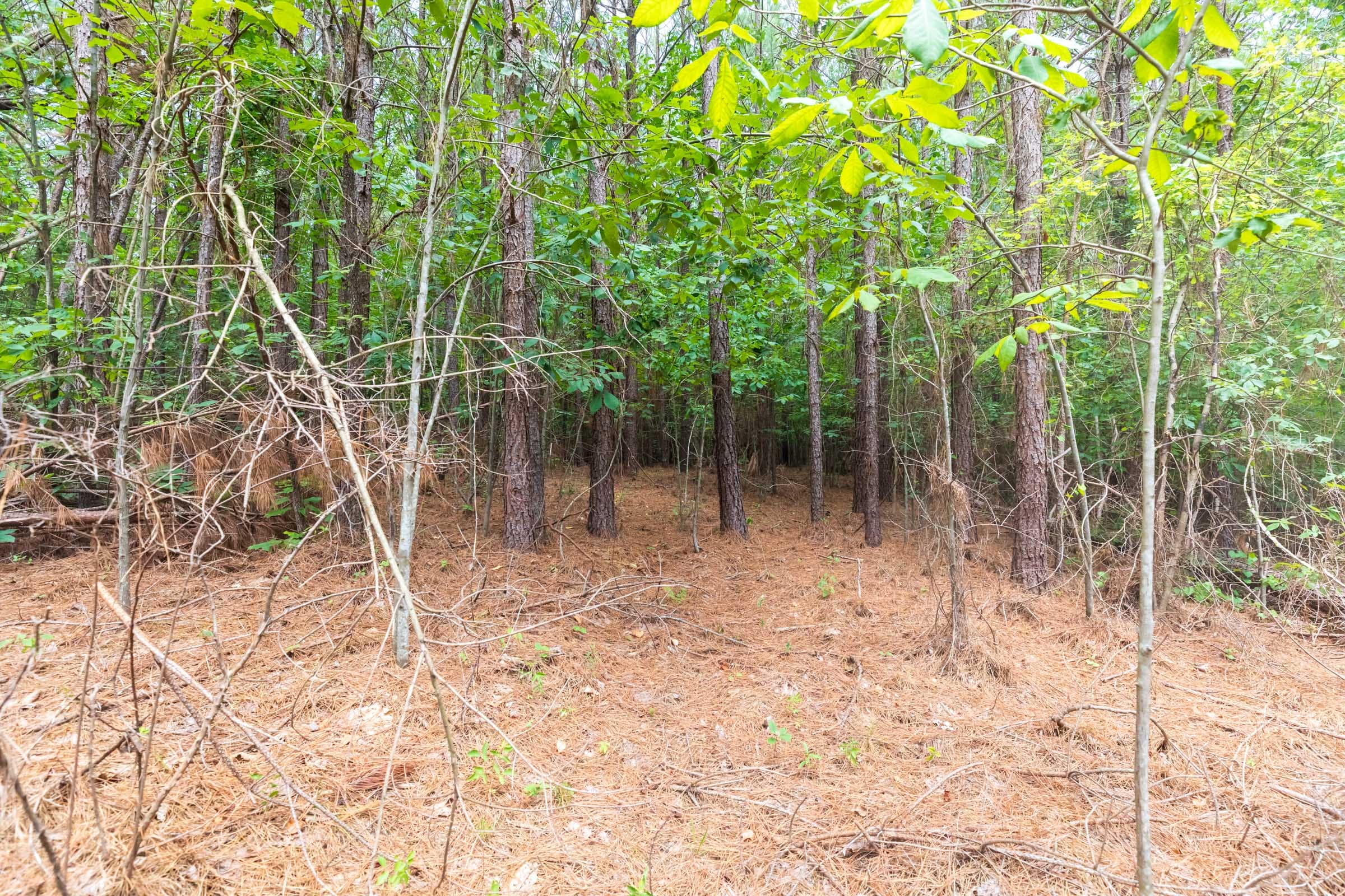 Whiskey Ridge Tract 3 photo 6