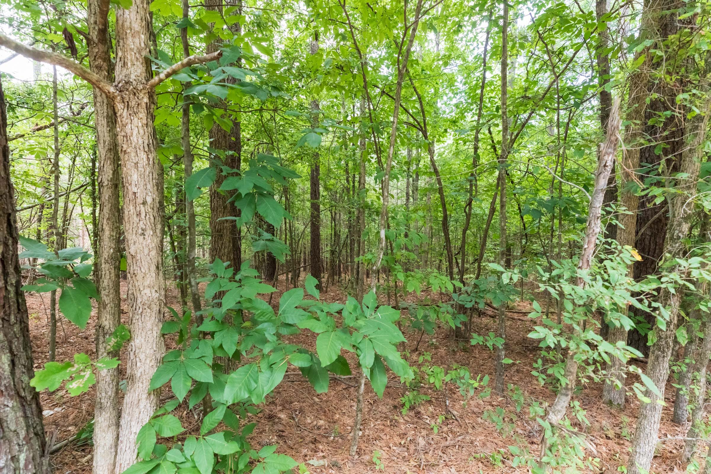 Whiskey Ridge Tract 3 photo 12