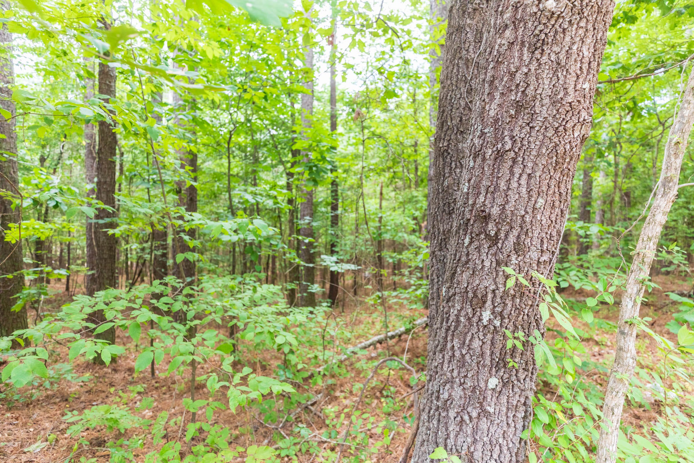 Whiskey Ridge Tract 3 photo 8