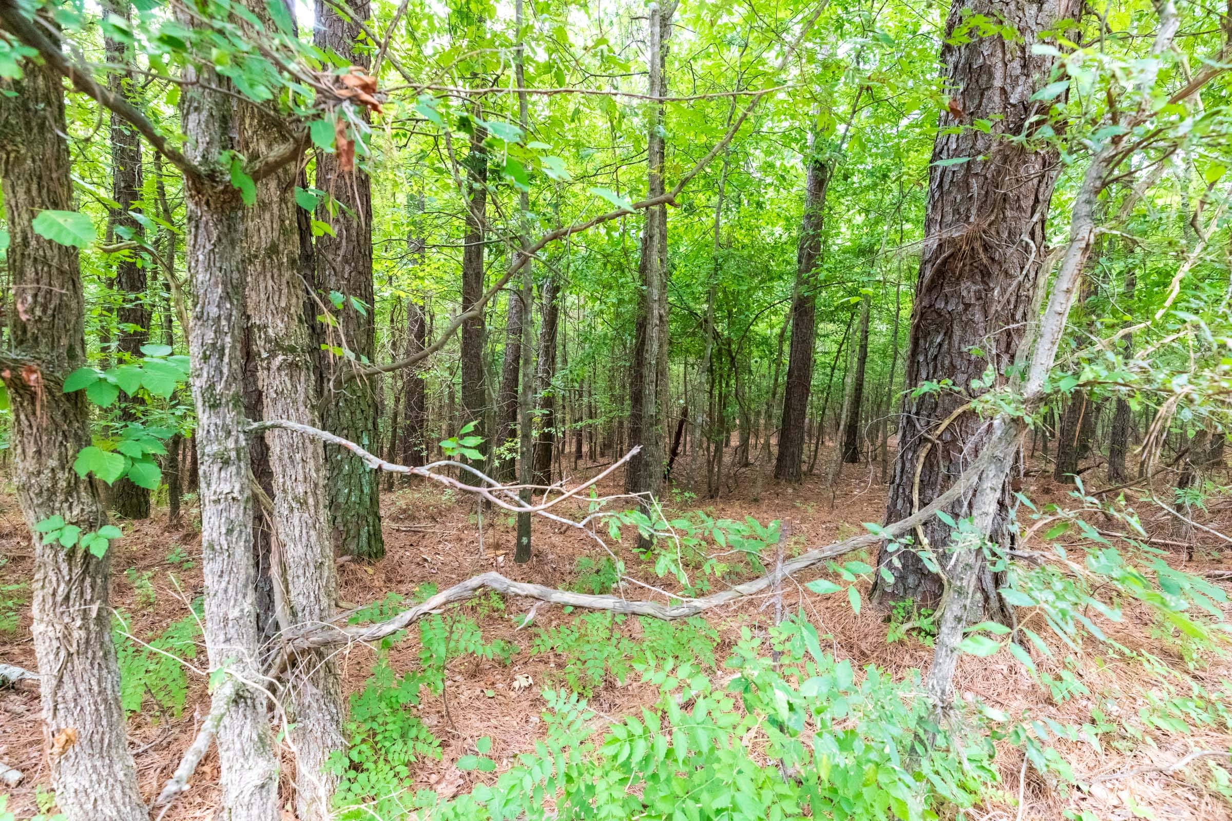 Whiskey Ridge Tract 3 photo 14