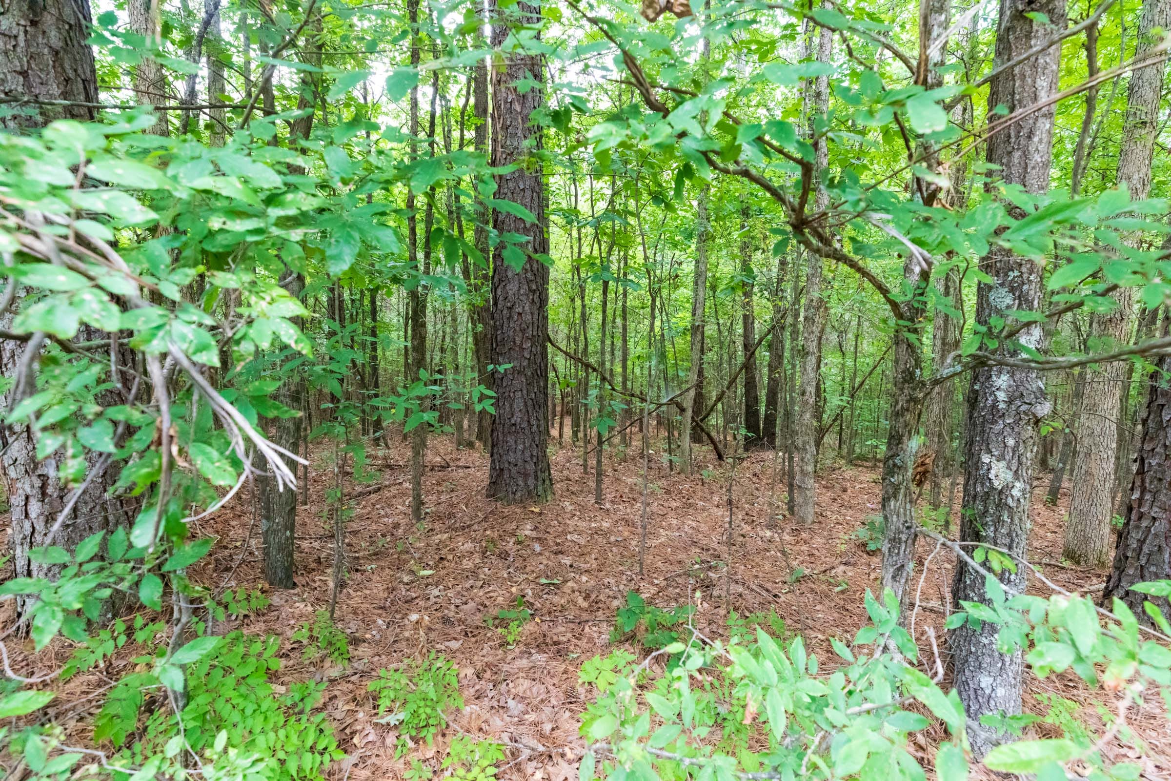 Whiskey Ridge Tract 3 photo 2