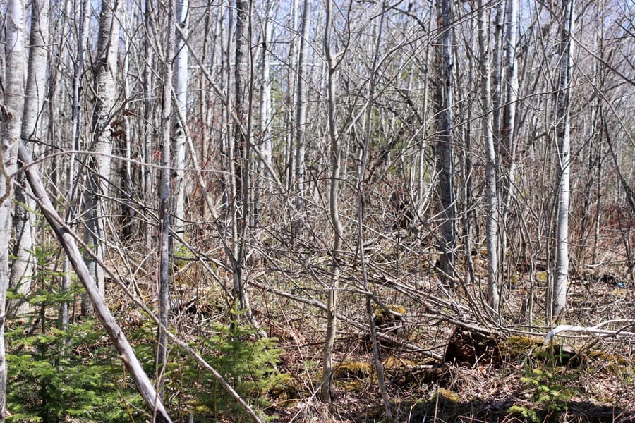 Abby Point Tract 1 photo 9