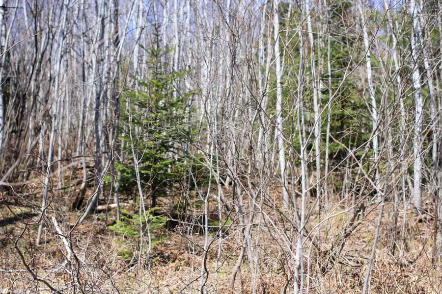 Abby Point Tract 1 photo 2