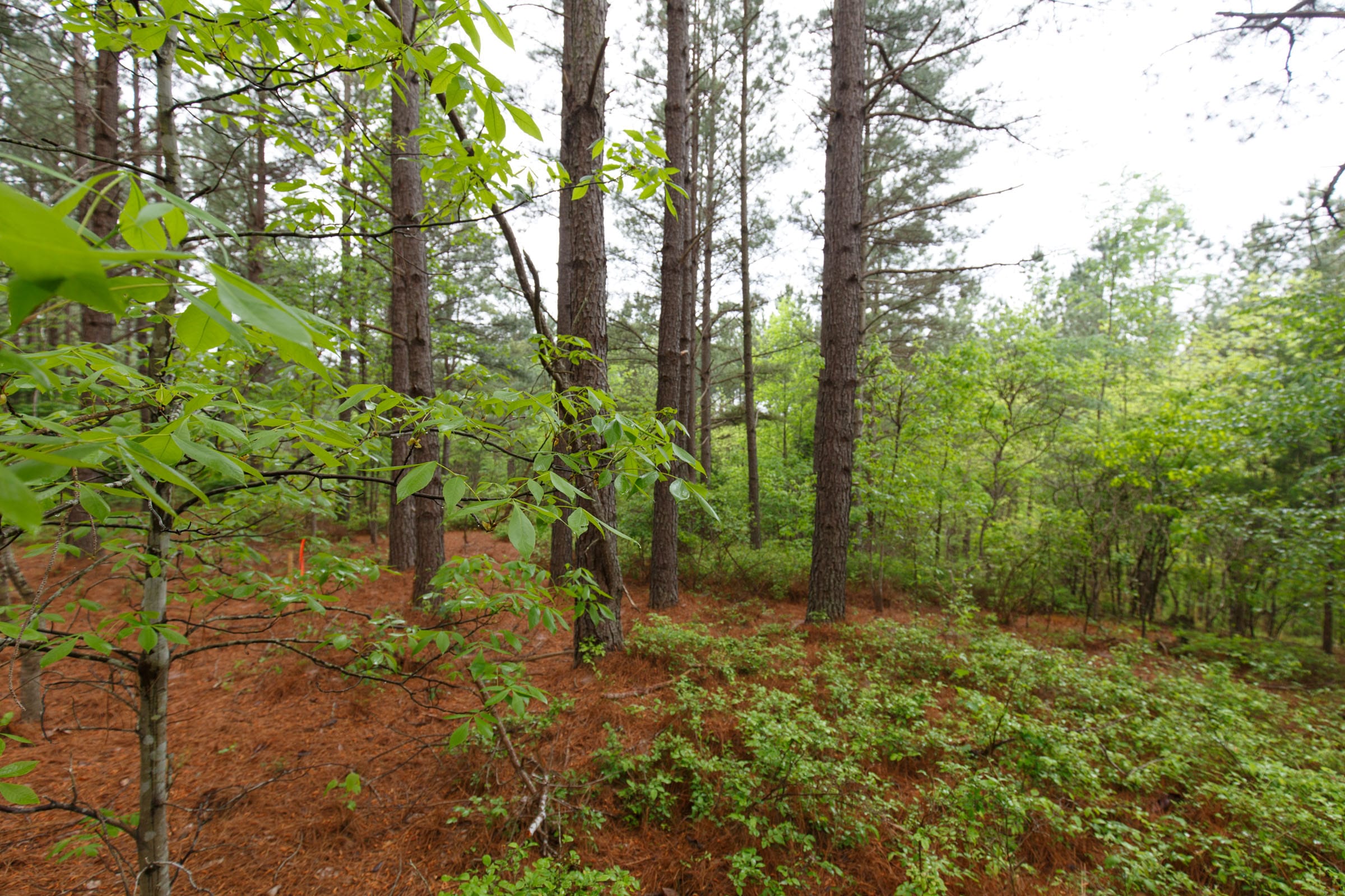 Red Barn Ranch Tract 24 photo 2