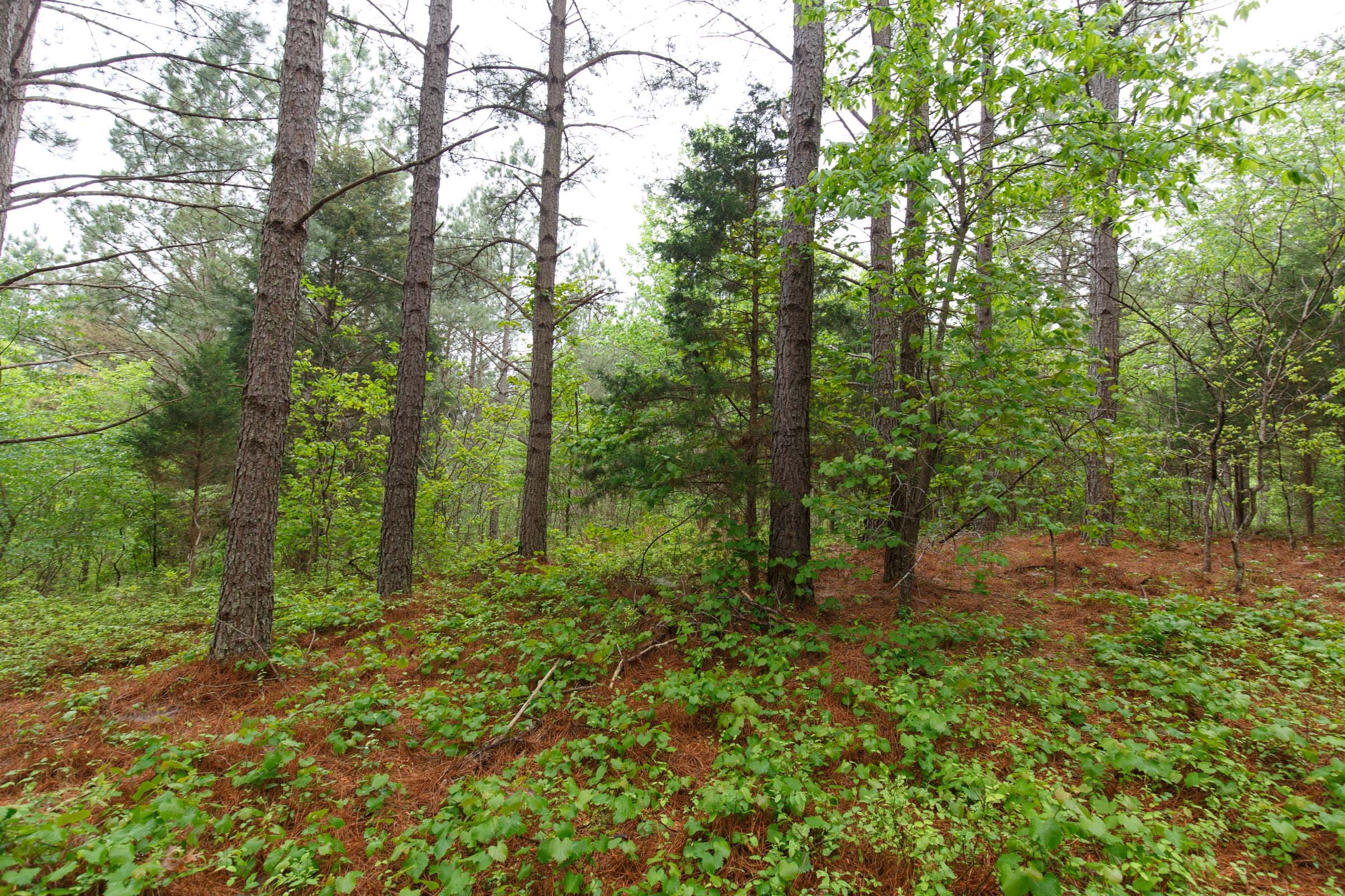Red Barn Ranch Tract 24 photo 4