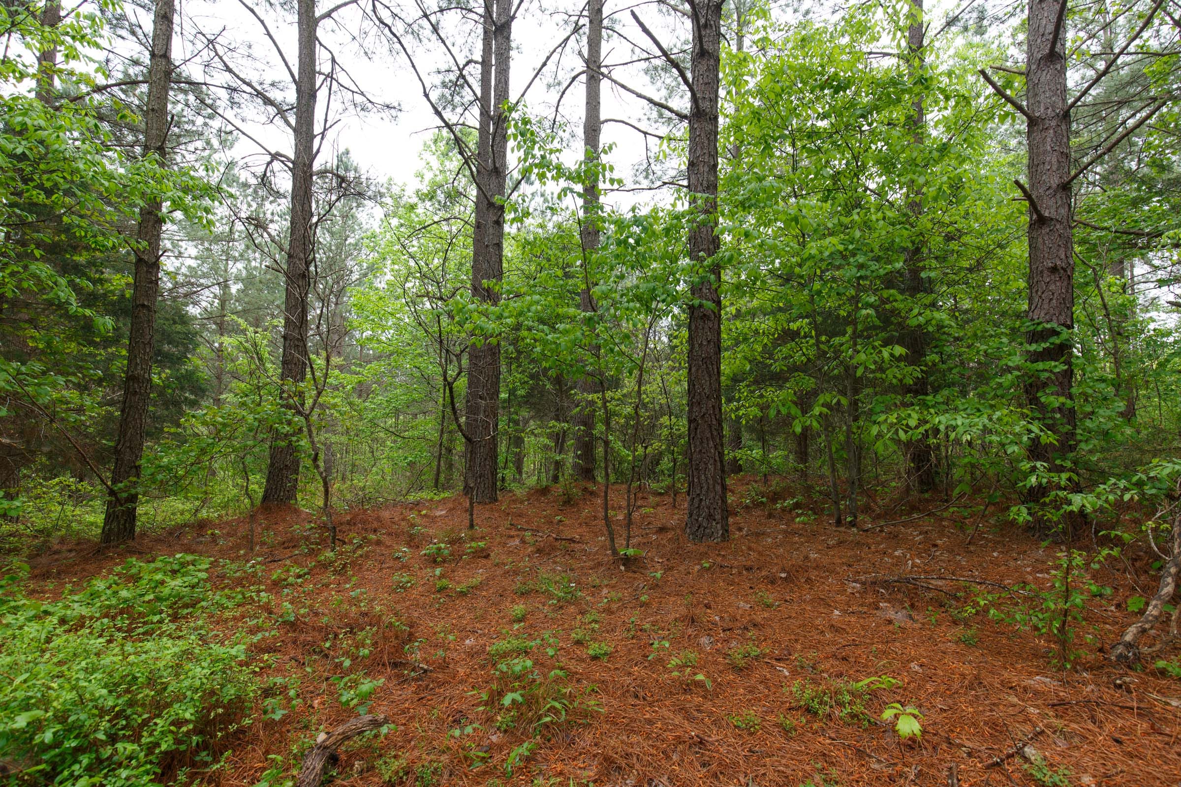 Red Barn Ranch Tract 24 photo 3