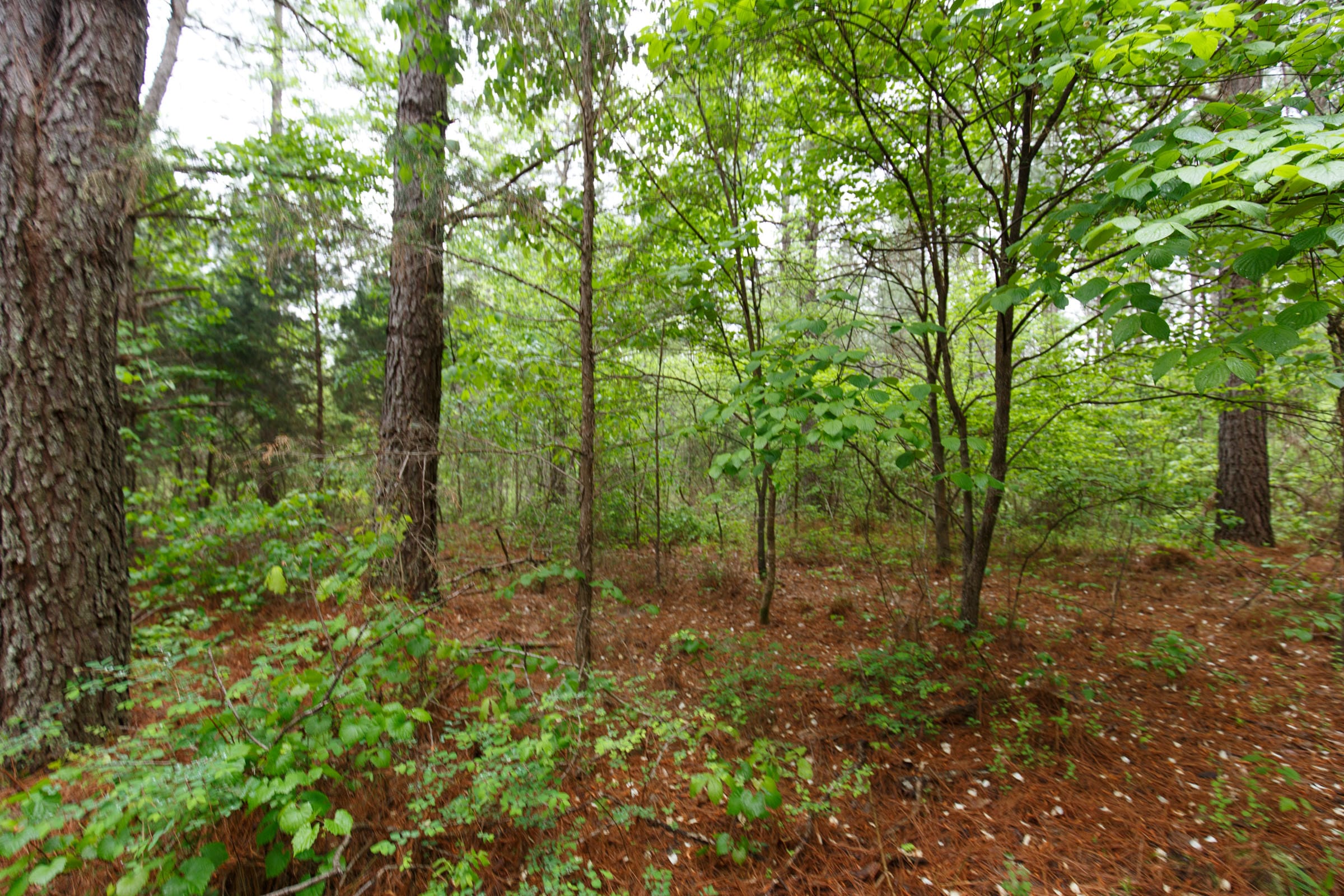 Red Barn Ranch Tract 24 photo 5