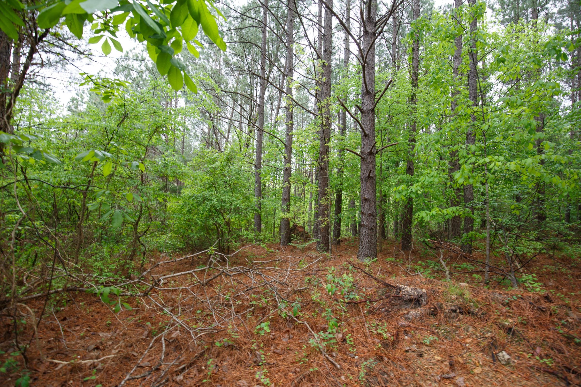 Red Barn Ranch Tract 24 photo 7