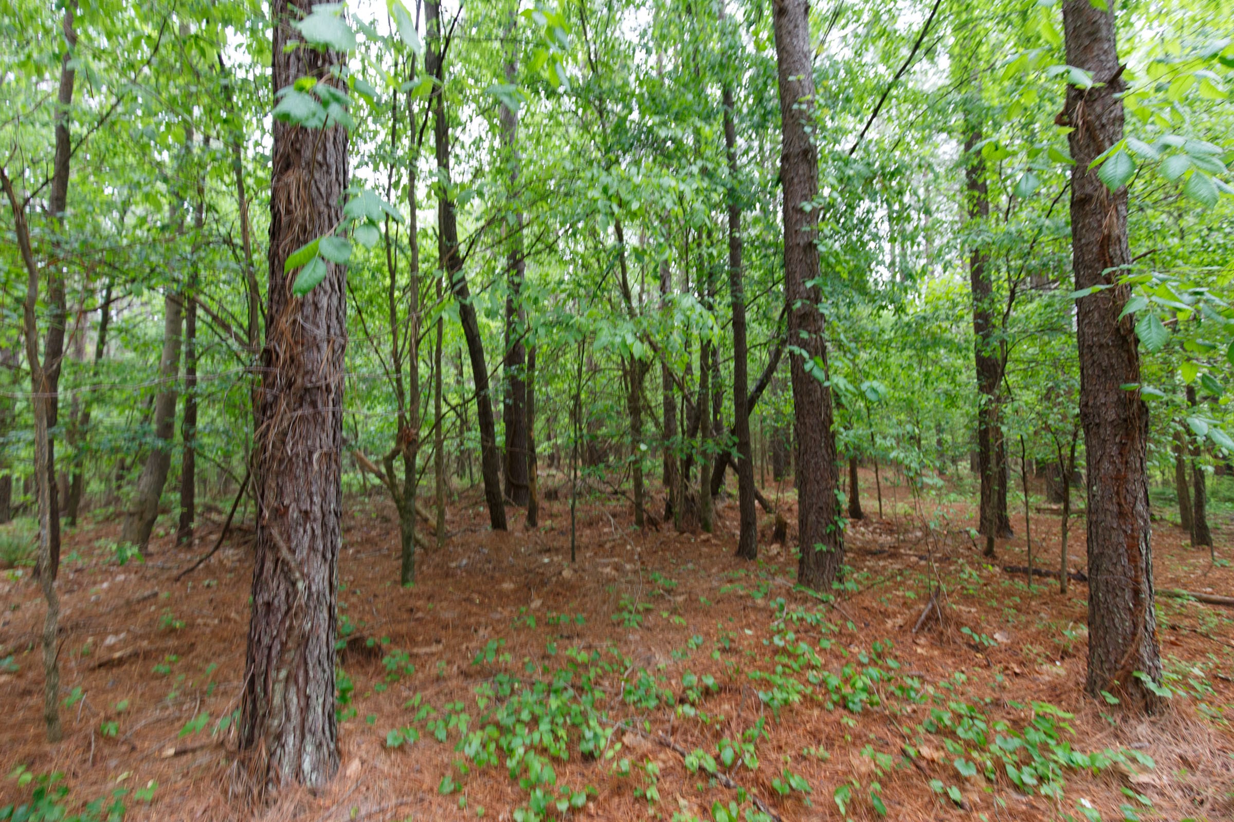 Red Barn Ranch Tract 24 photo 8