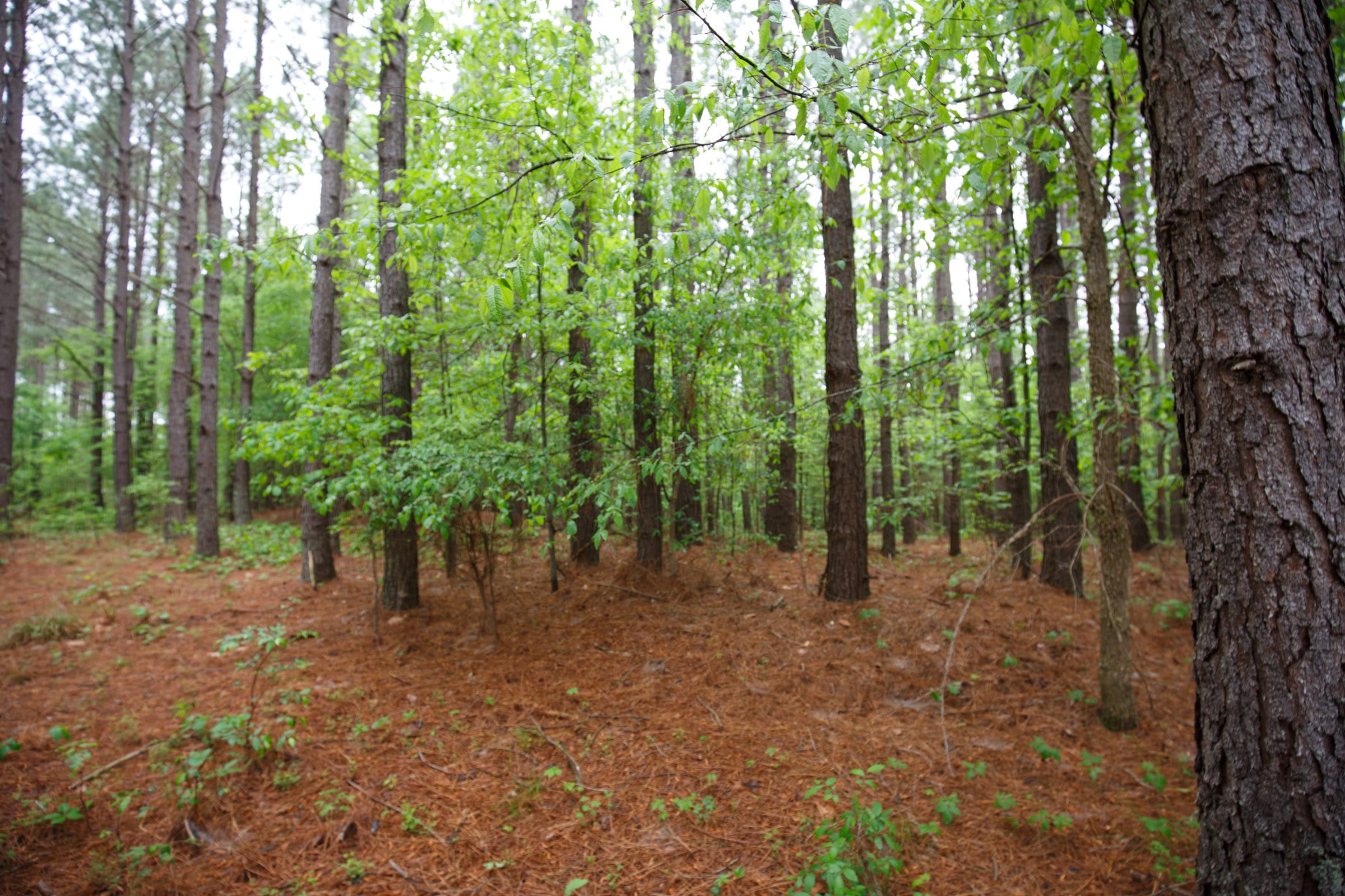 Red Barn Ranch Tract 24 photo 10