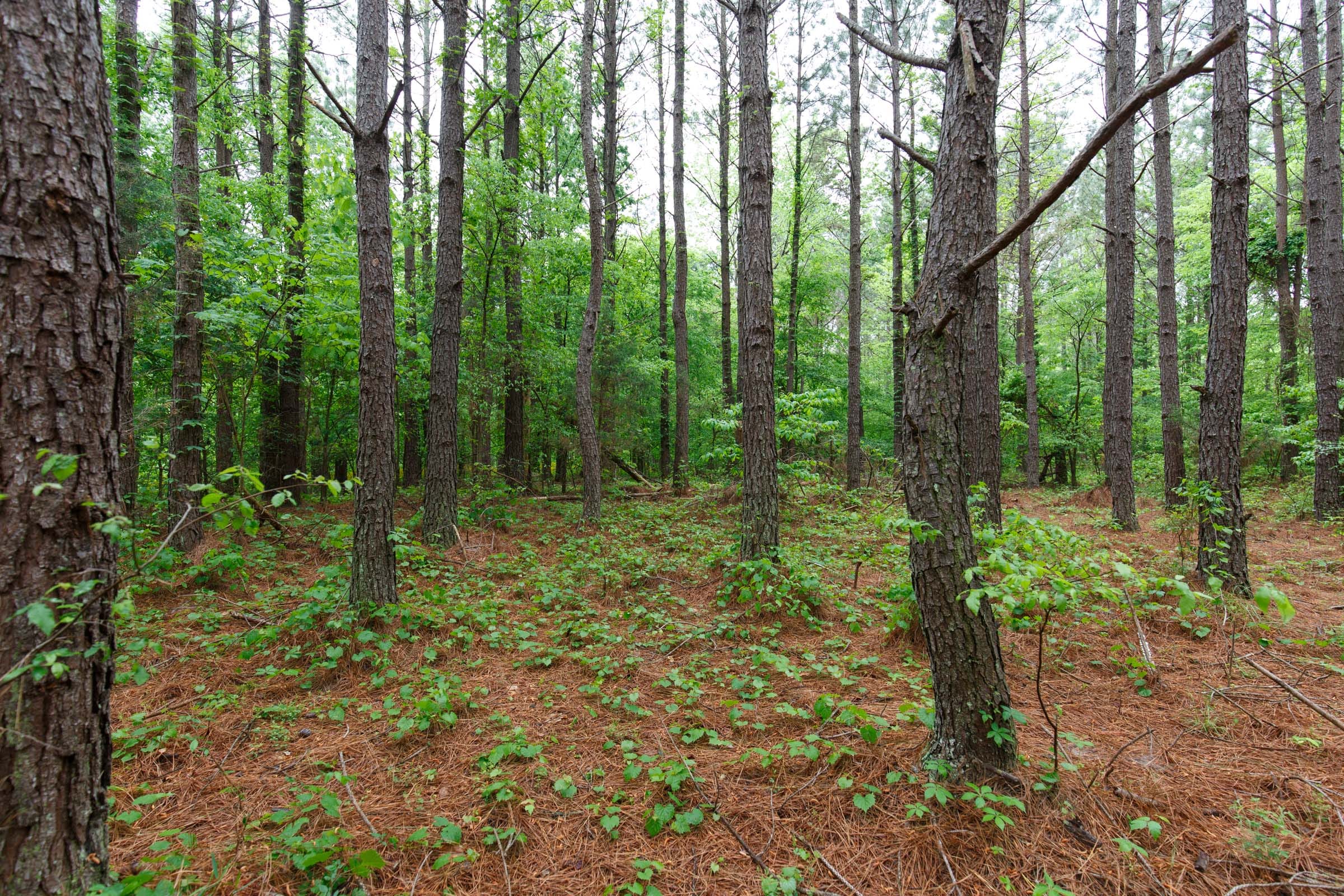 Red Barn Ranch Tract 24 photo 11