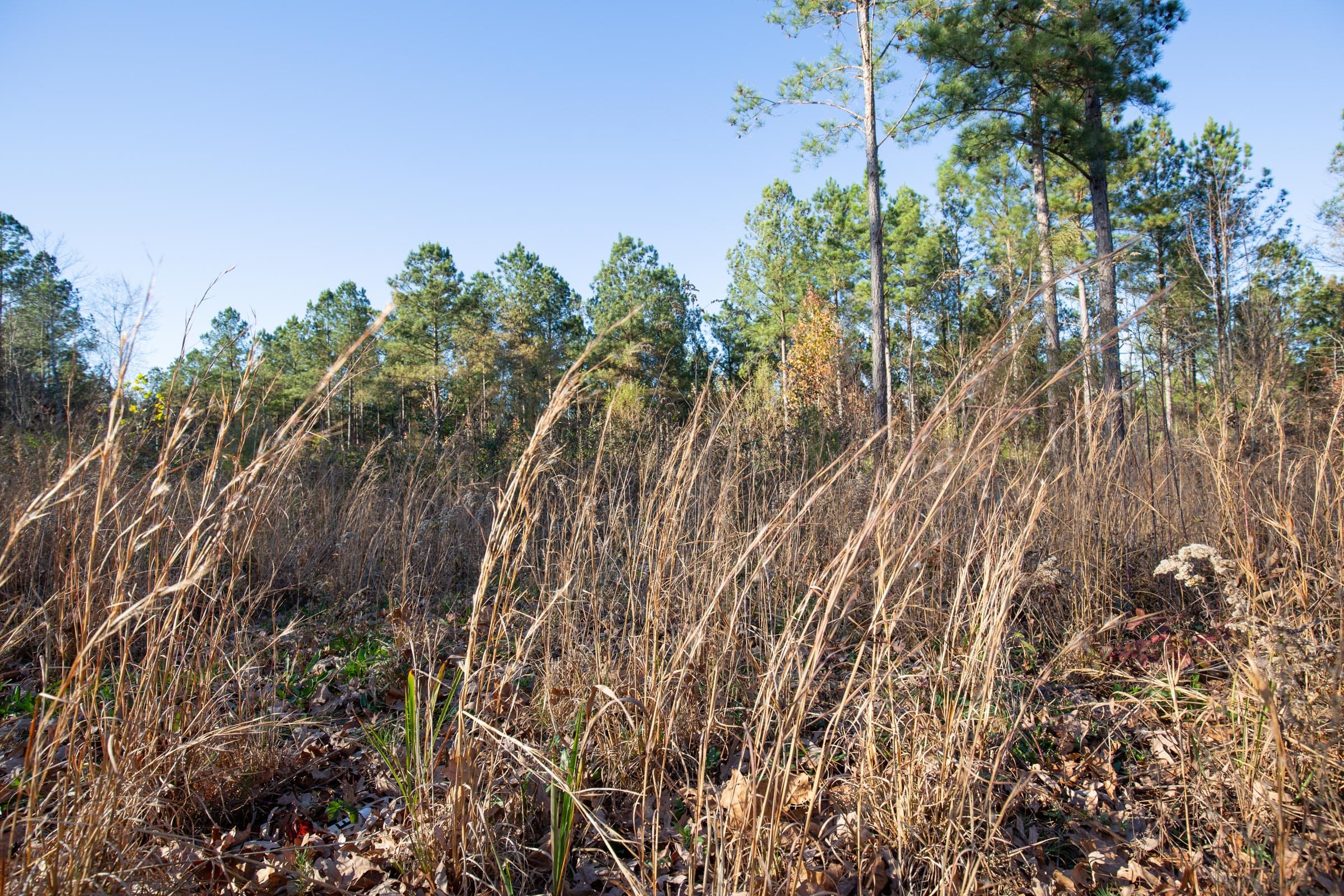 Whetstone Pines Tract 6 photo 5