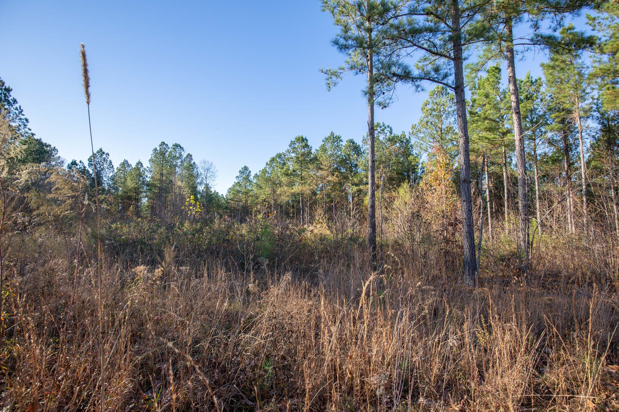 Whetstone Pines Tract 6 photo 6