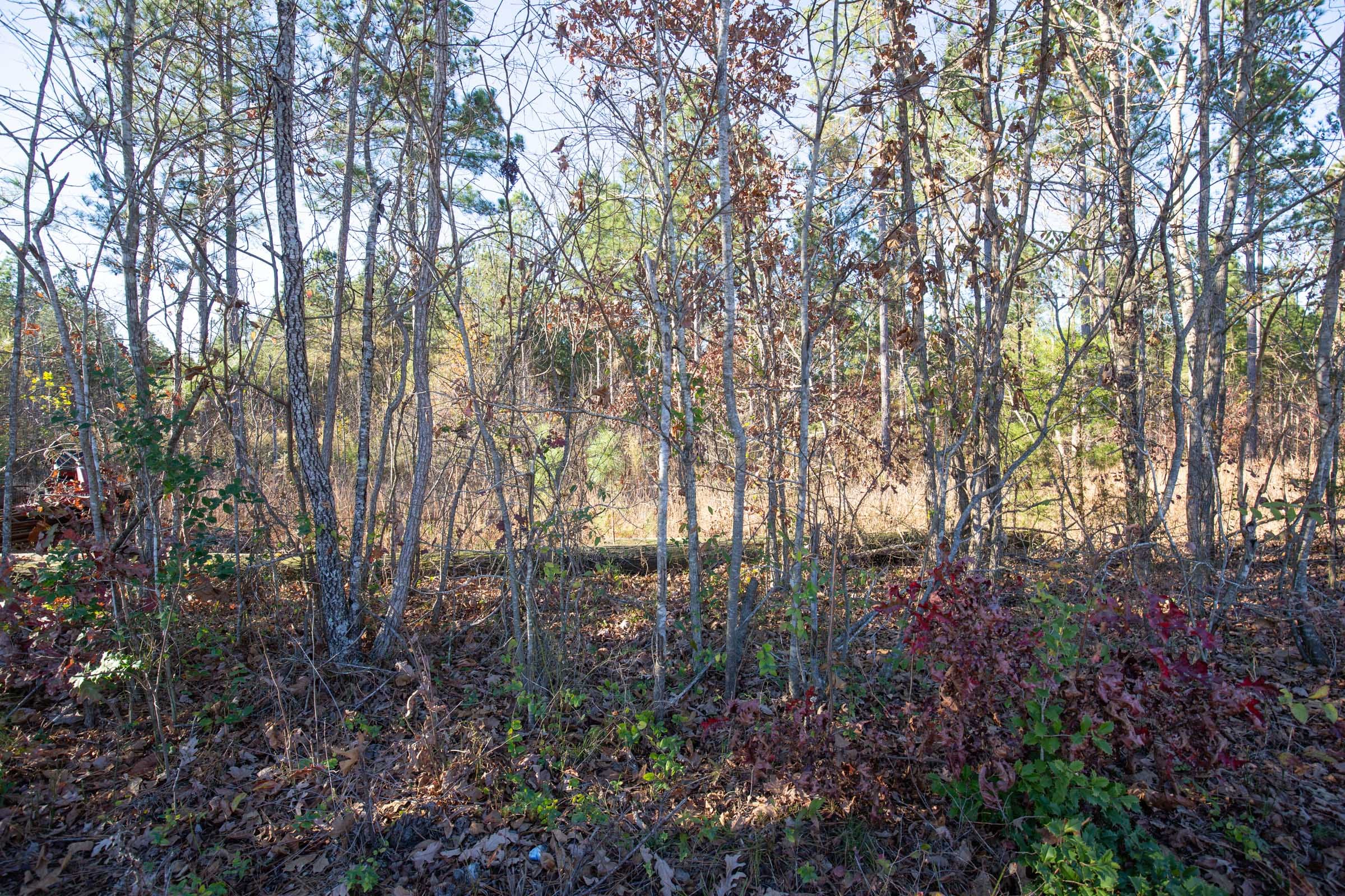Whetstone Pines Tract 6 photo 8