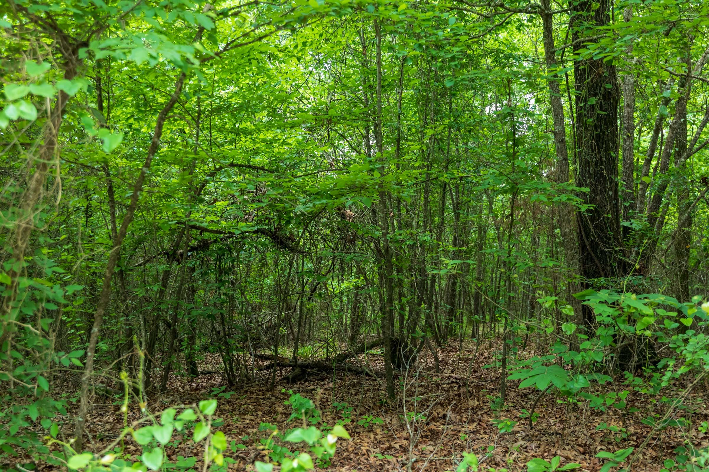 Falcon Crest Tract 18 photo 7