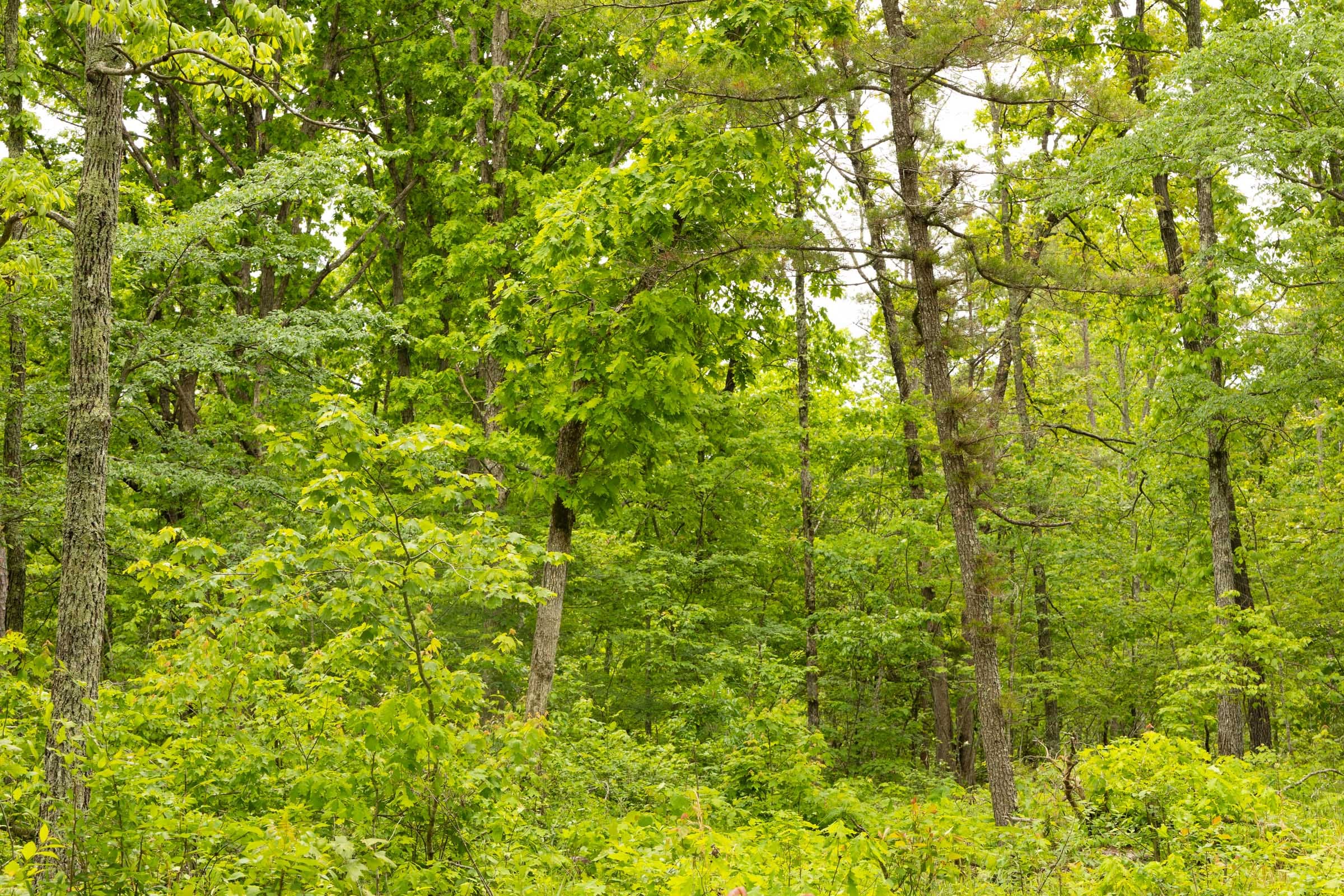 Stardust Estates Tract 15 photo 3