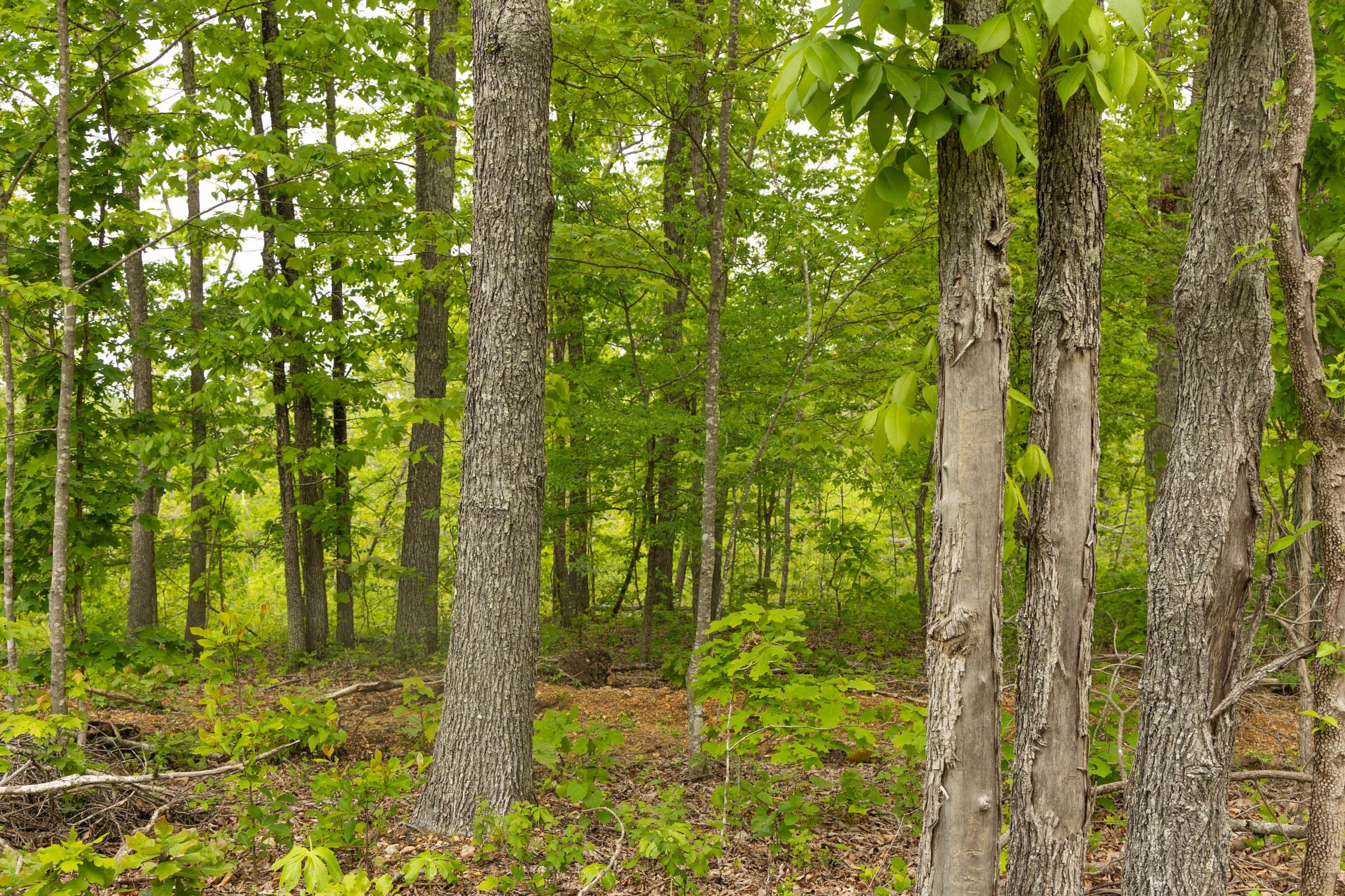 Stardust Estates Tract 15 photo 12