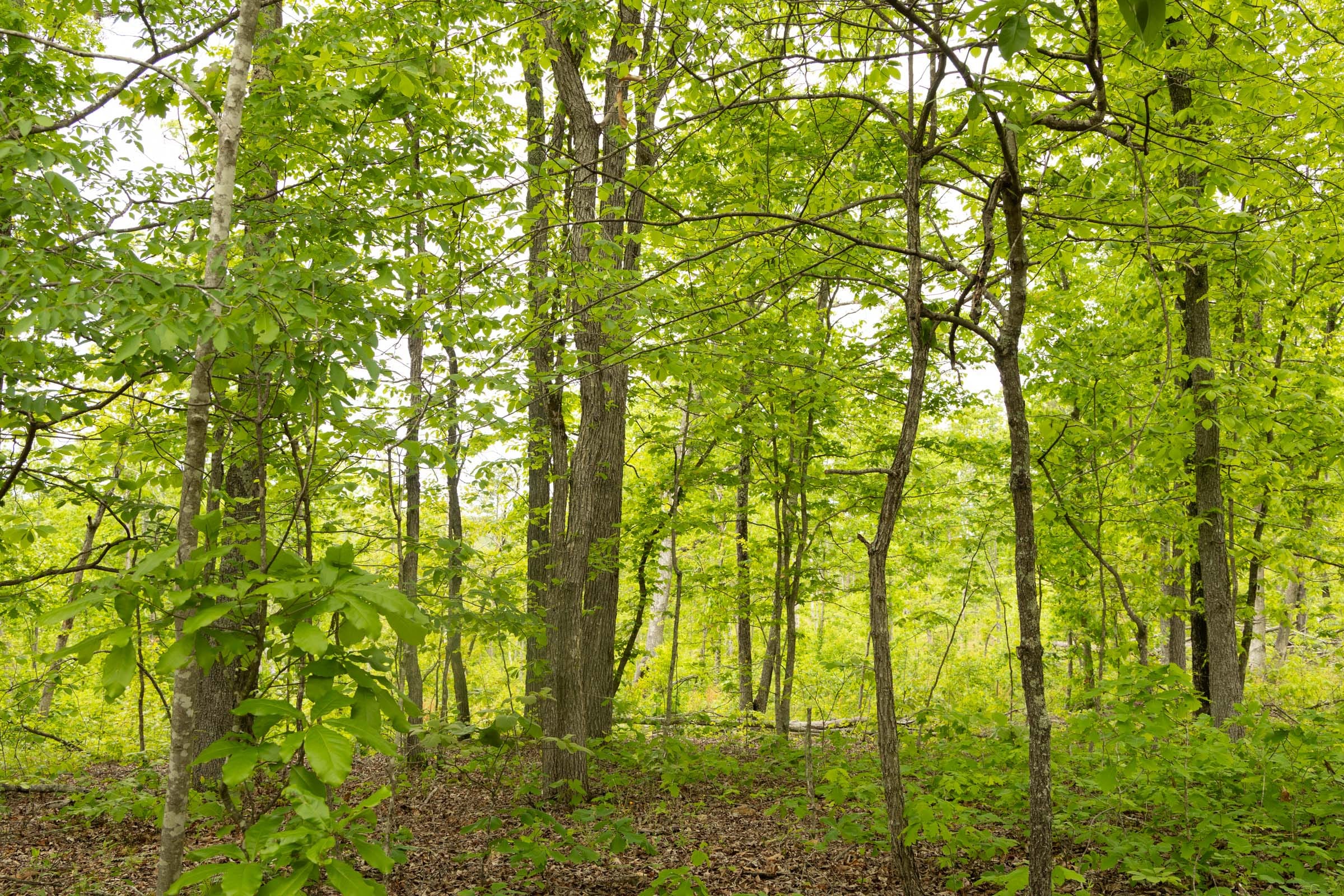 Stardust Estates Tract 15 photo 7