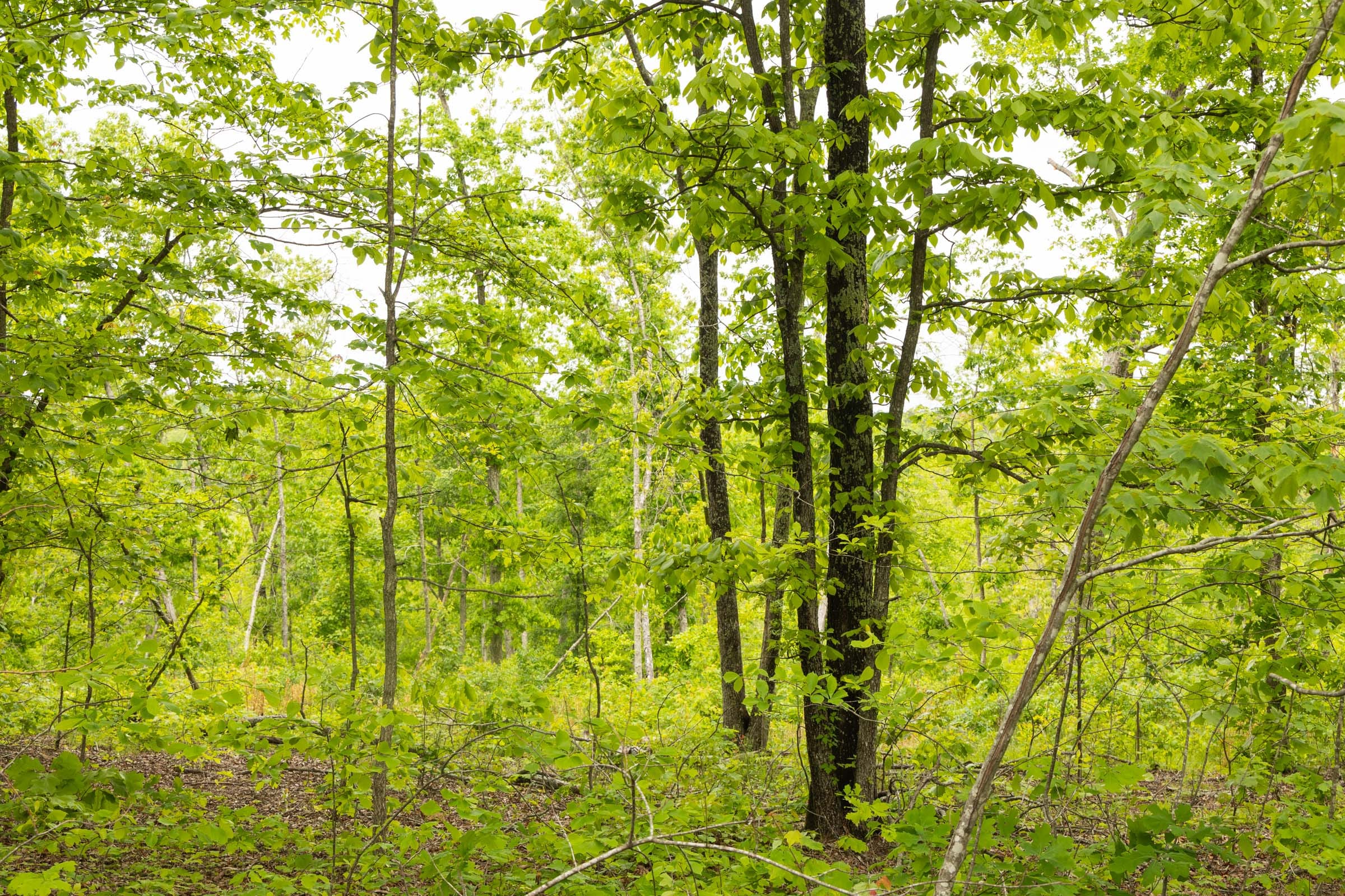 Stardust Estates Tract 15 photo 5