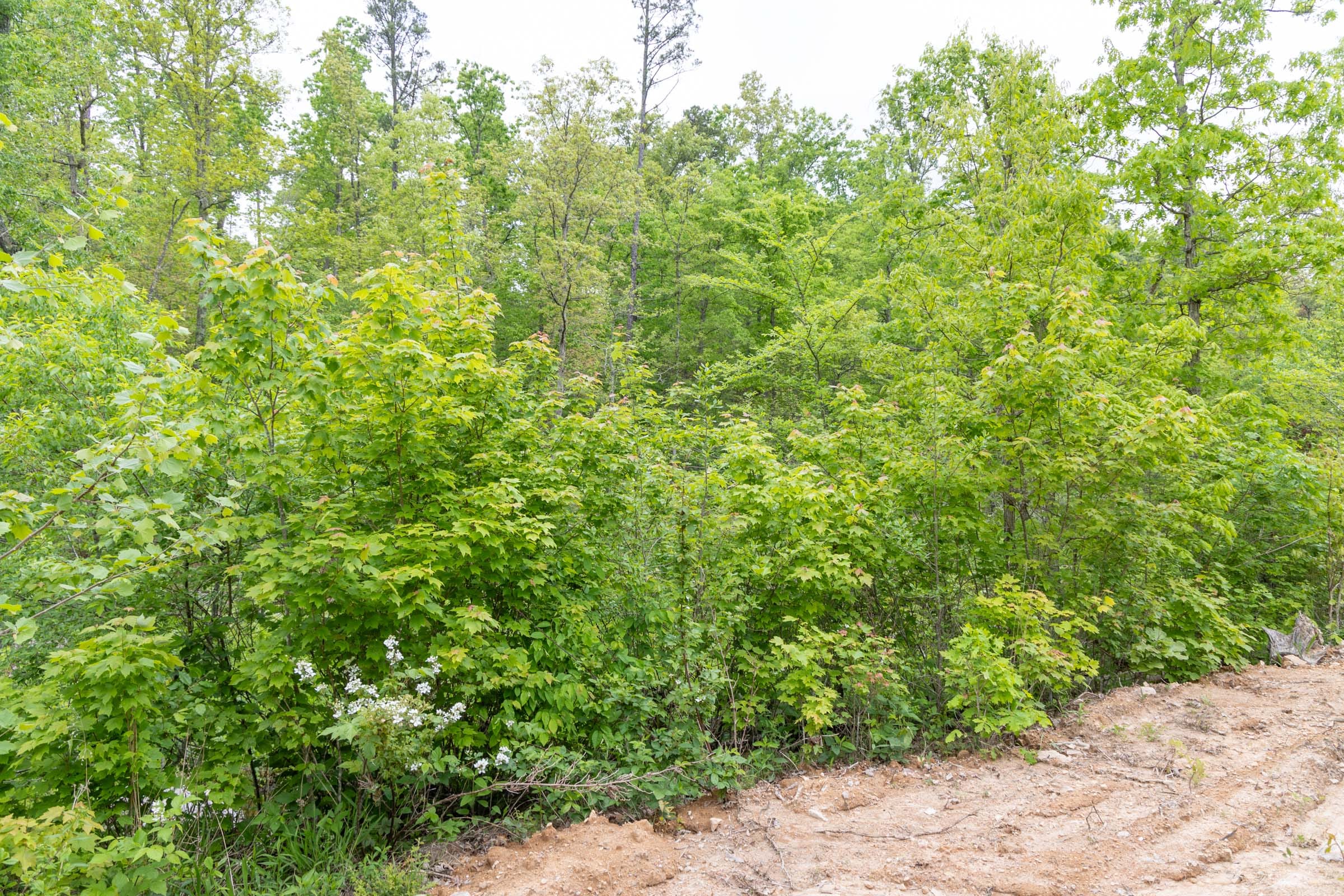Sleepy Hollow Phase II Tract 99 photo 5