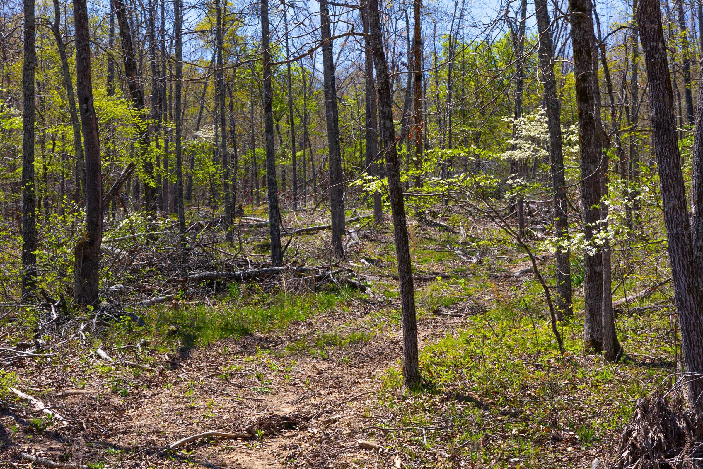 Lazybrook Tract 19 photo 1
