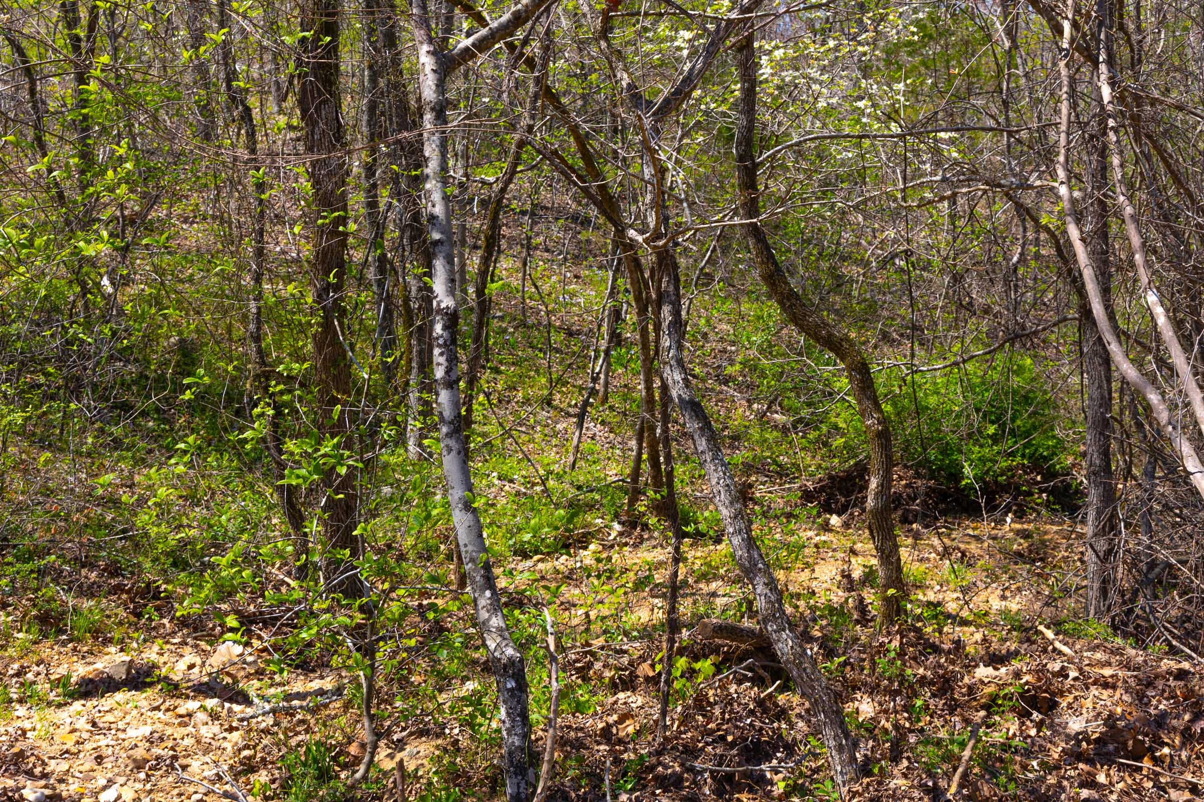 Lazybrook Tract 19 photo 4