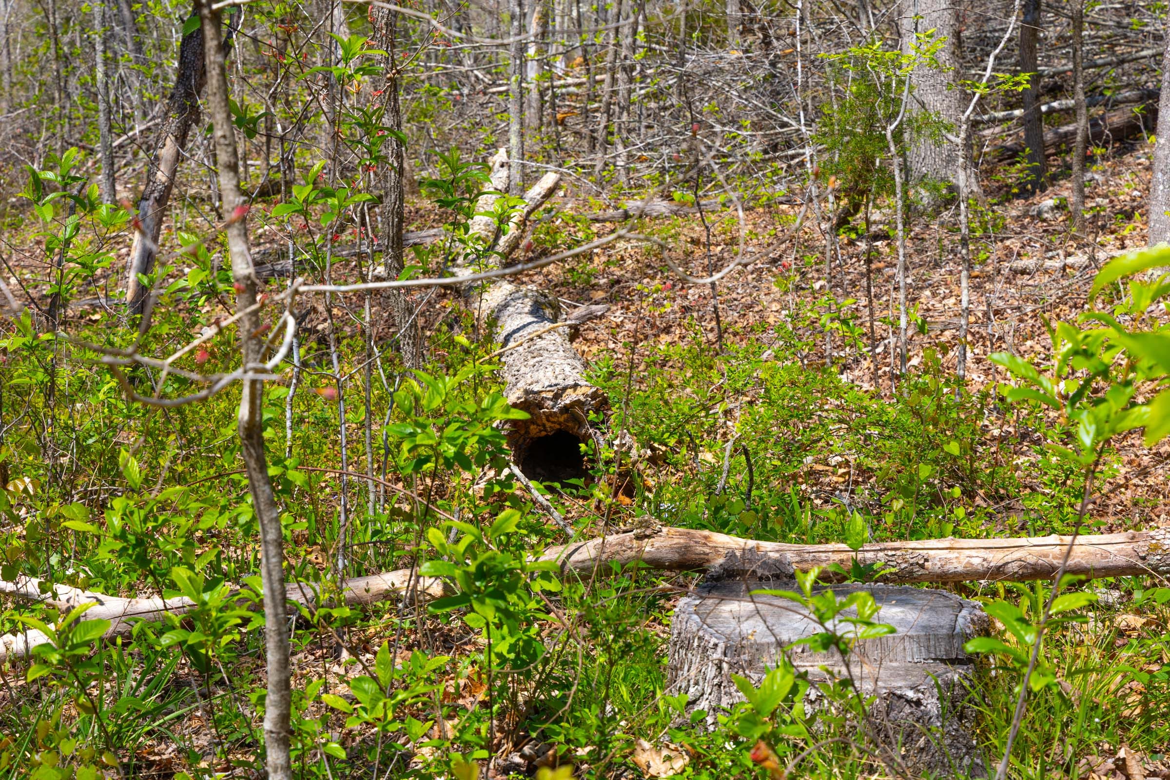Lazybrook Tract 19 photo 2