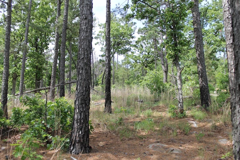 Indian Ridge – Phase II Tract 52 photo 3