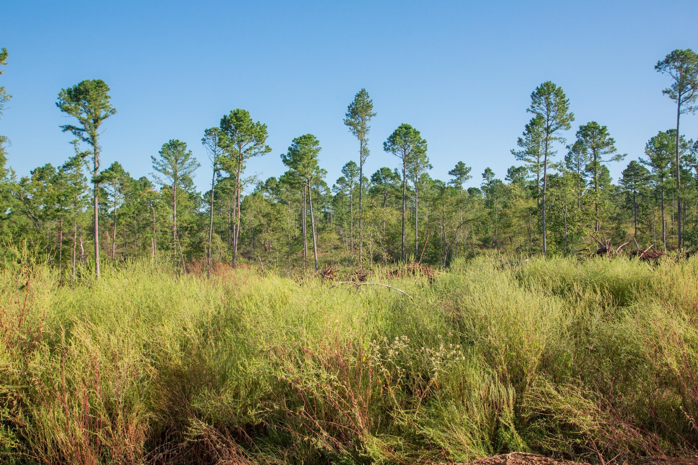 Stone Creek Phase II Tract 274 photo 4