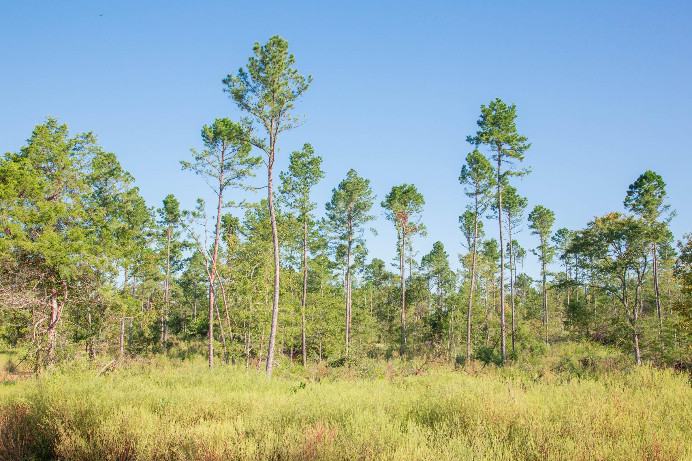 Stone Creek Phase II Tract 274 photo 8