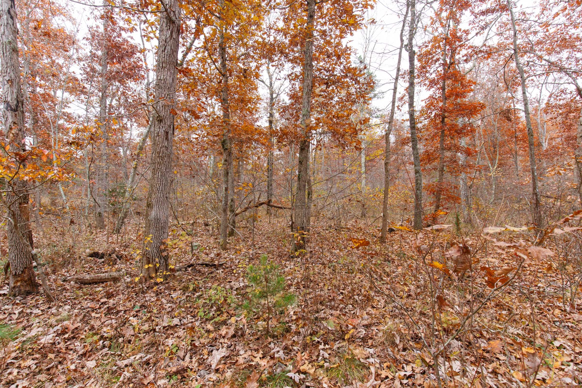 Hawkcrest Tract 25 photo 8