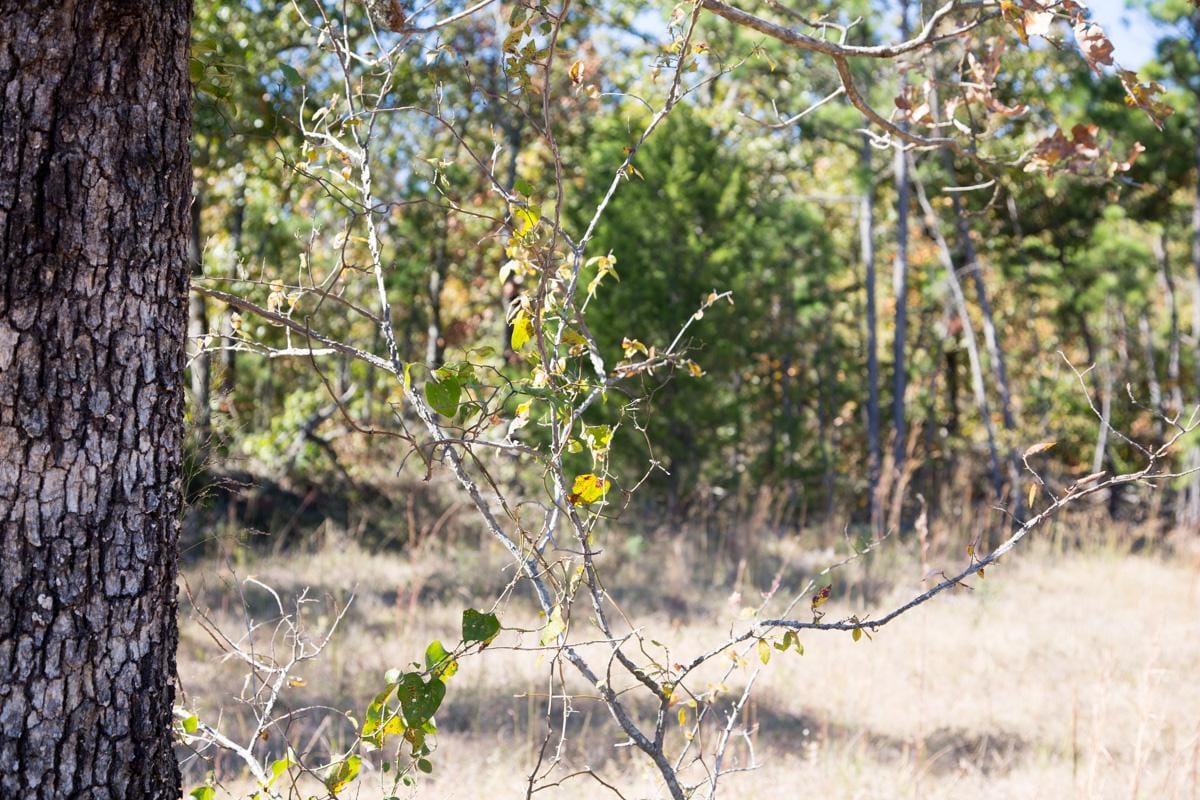 Stone Creek Phase I Tract 110 photo 6